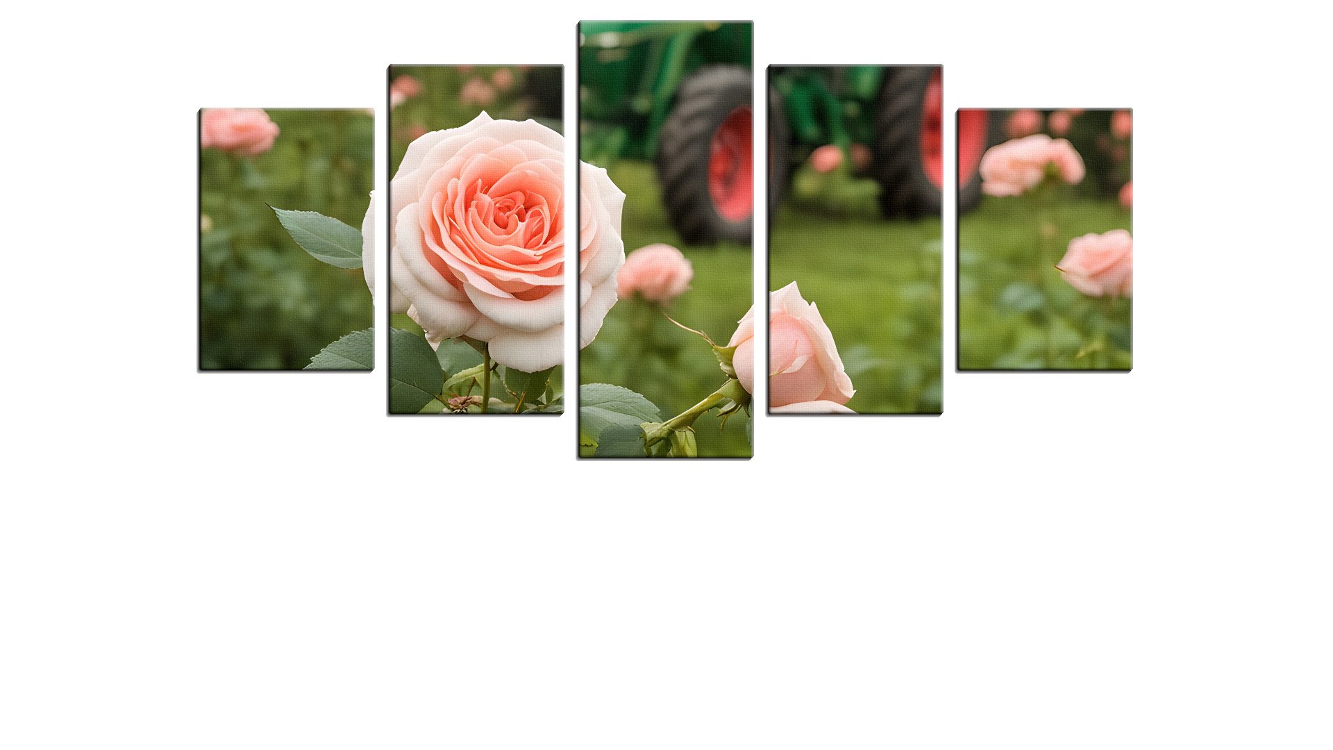 Green Tractor in a field of Pink Roses