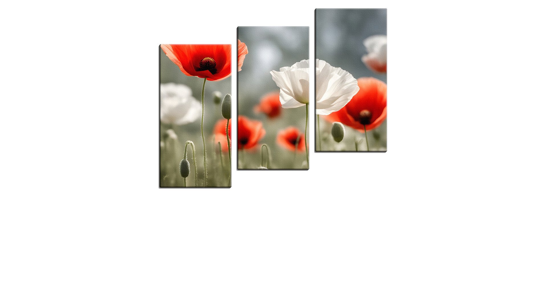 Few Red and White Poppies