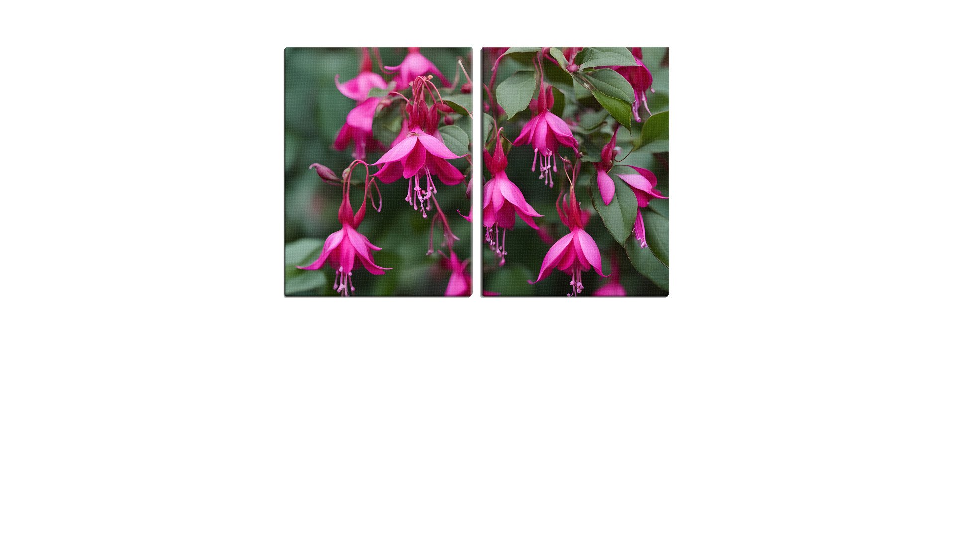 Drooping Group of Fuchsia Flowers