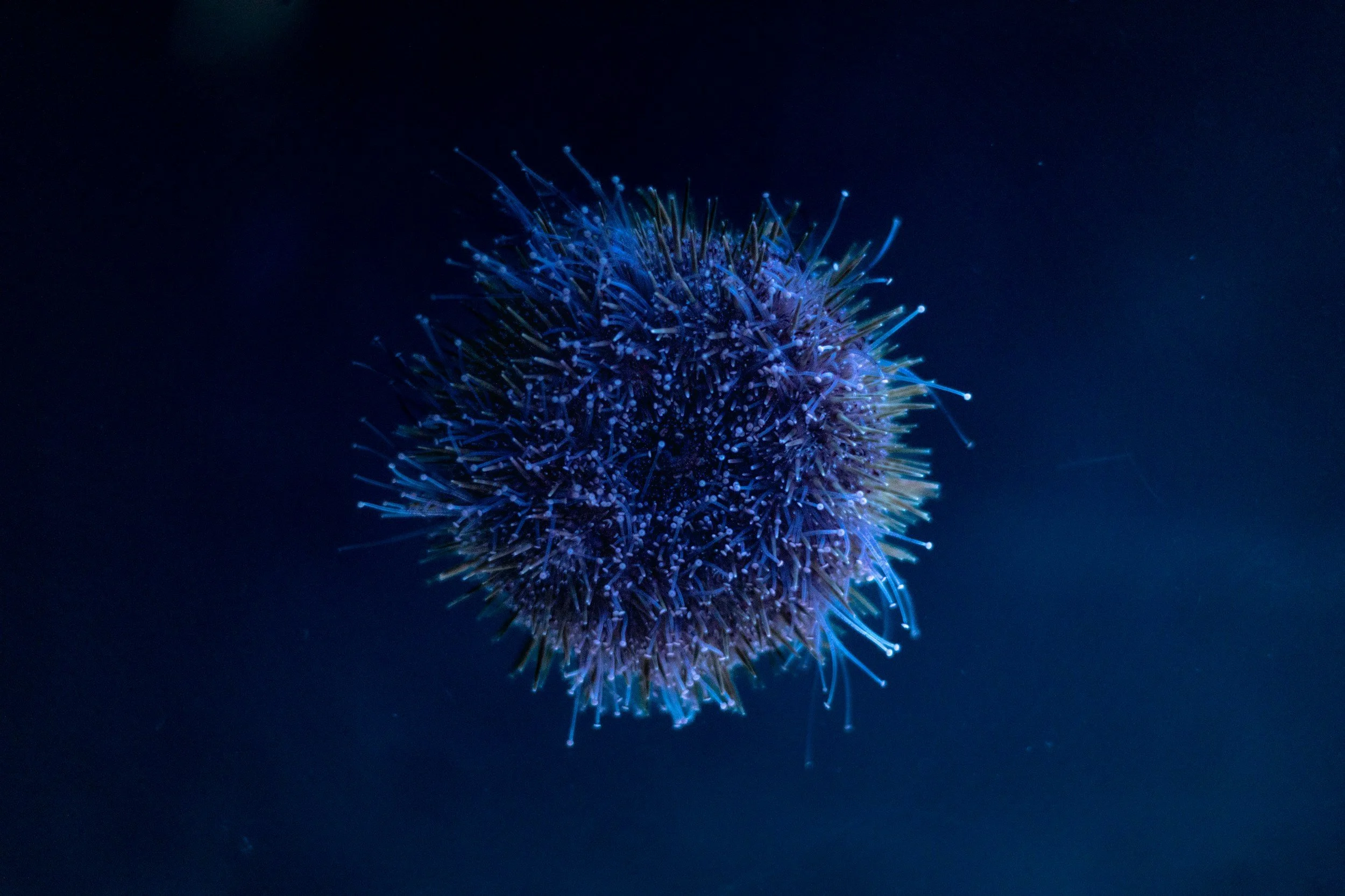 Close-up of a spherical sea urchin with long, thin spines in shades of purple and blue, set against a dark background.