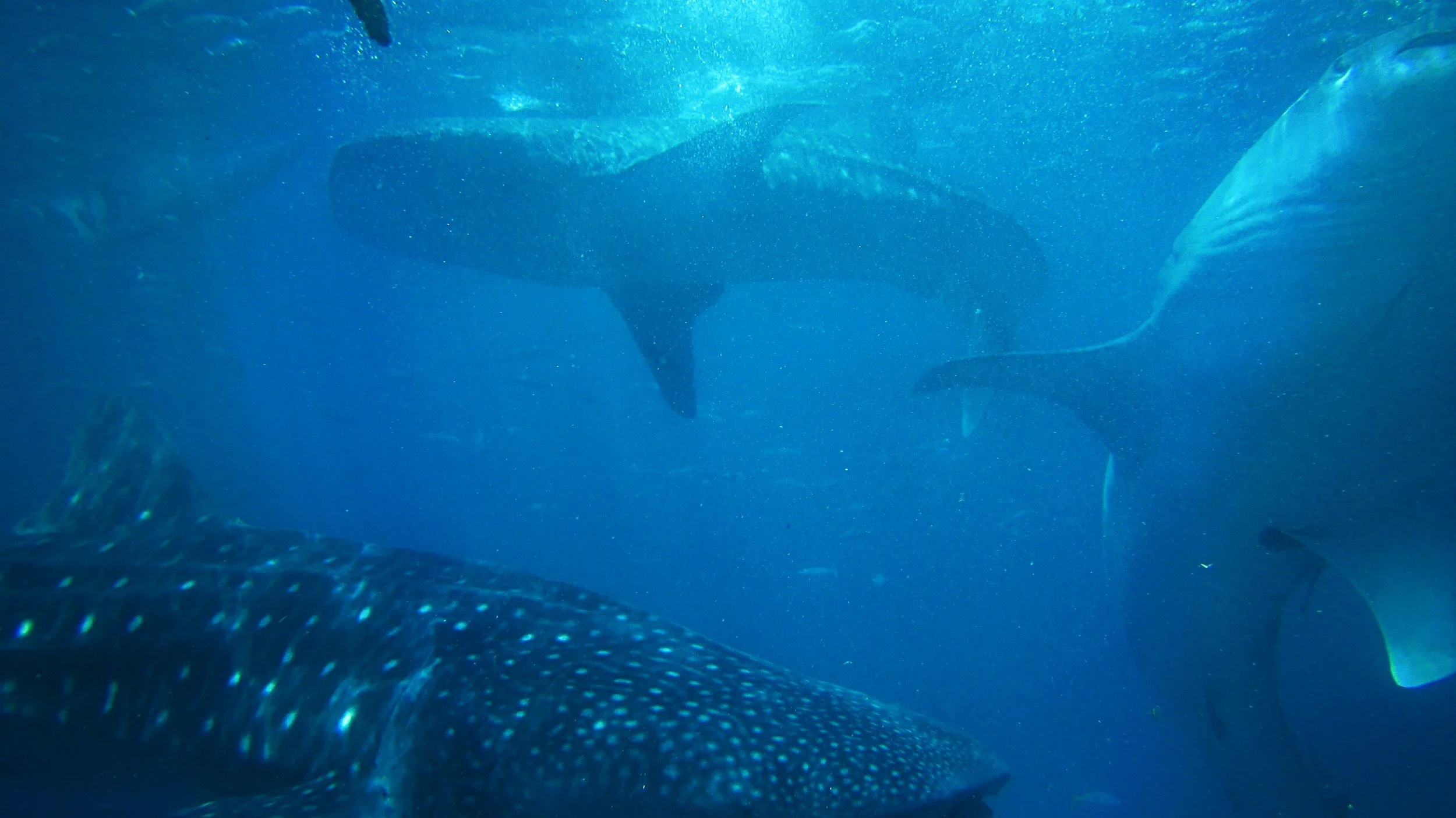 Cebu Whale Sharks