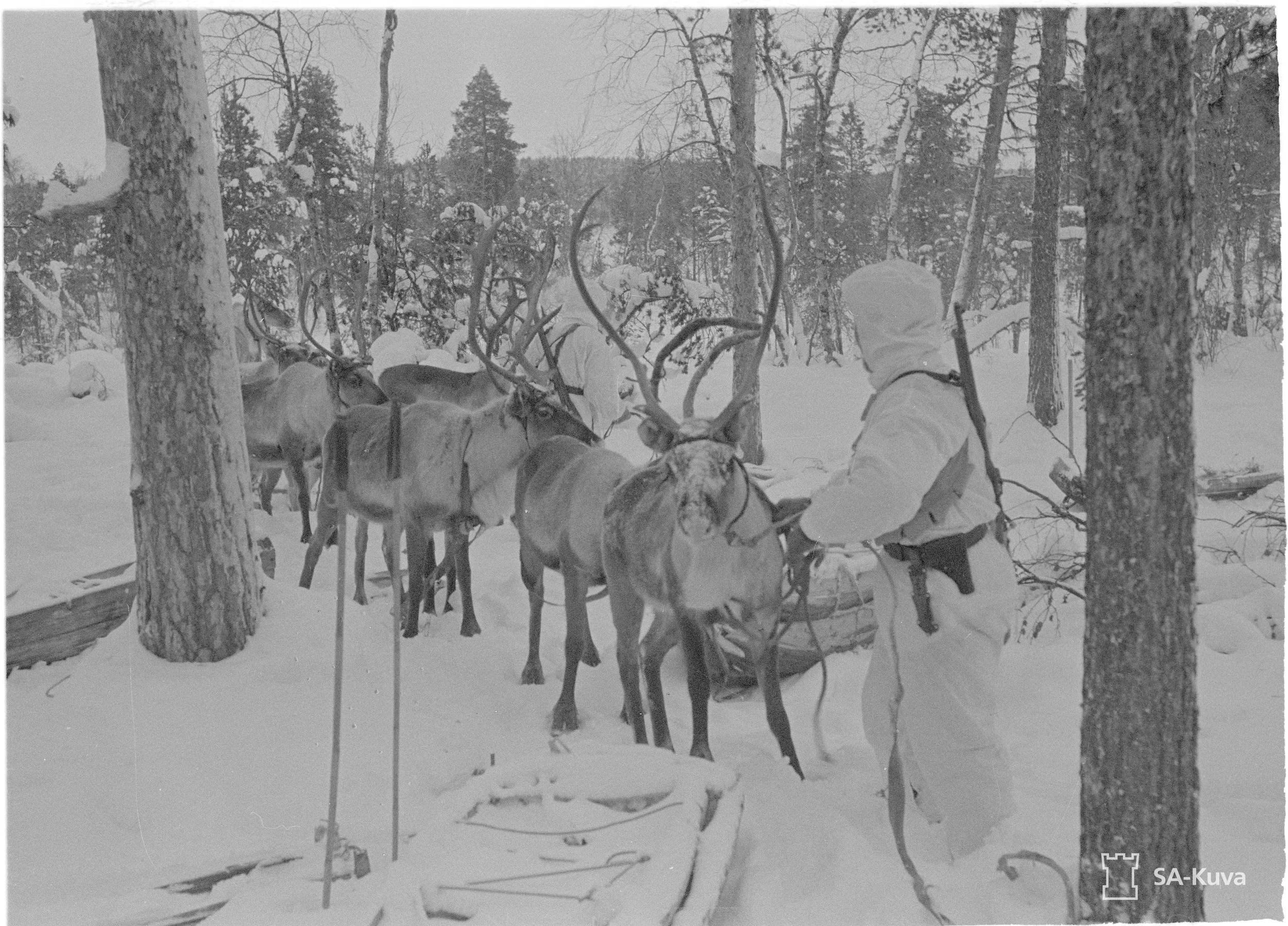 Poropartio Petsamossa. SA-kuva.