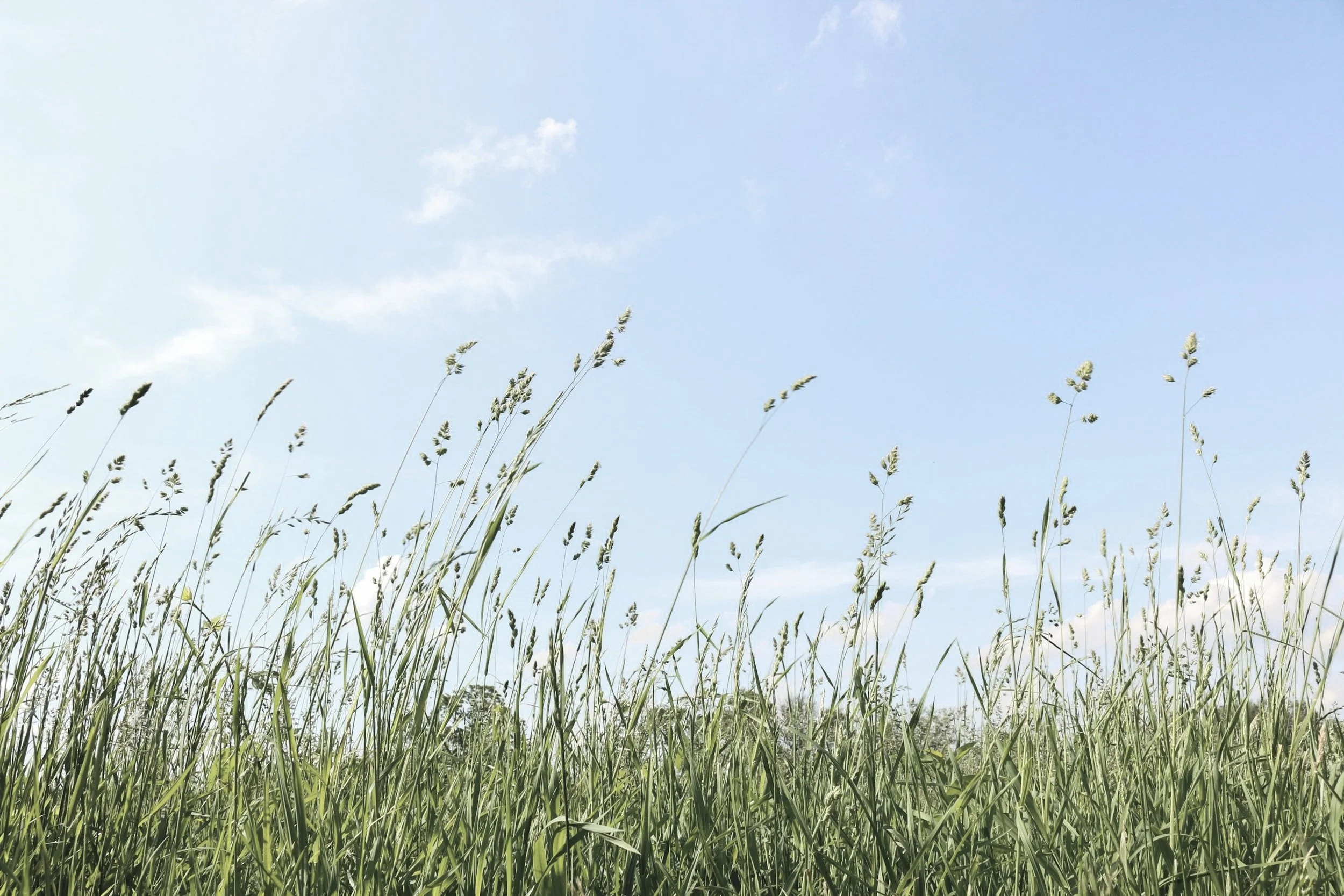 A field of tall grass with a blue sky and a few white clouds overhead.