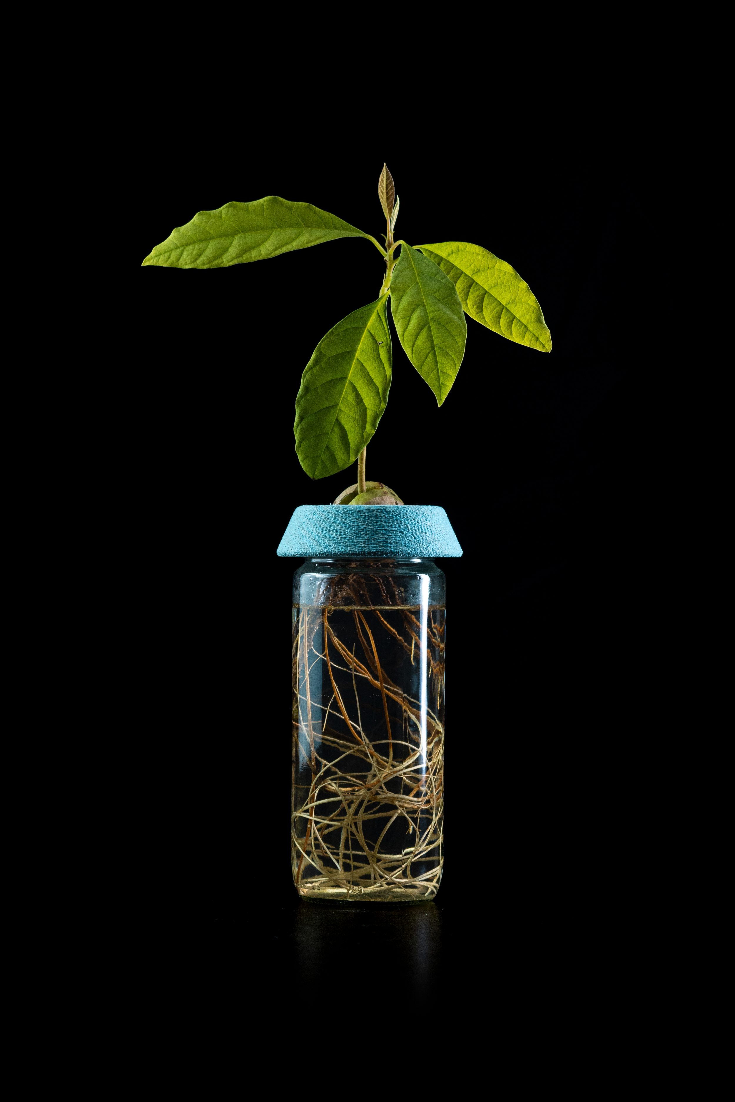 avocado house