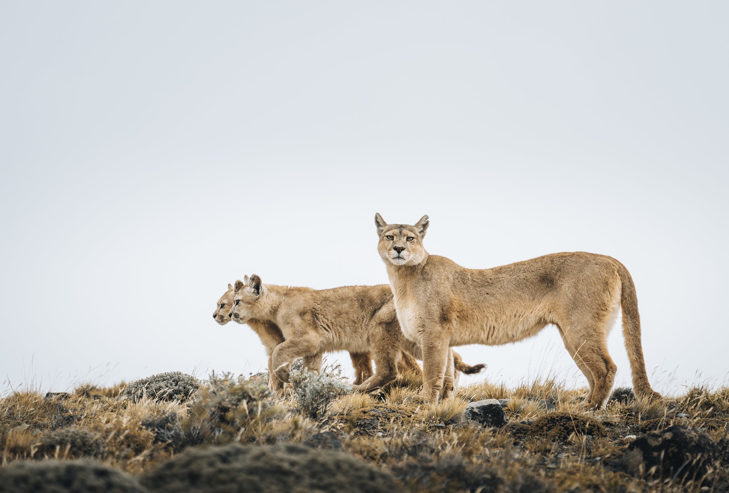 A Mothers Watchful Gaze