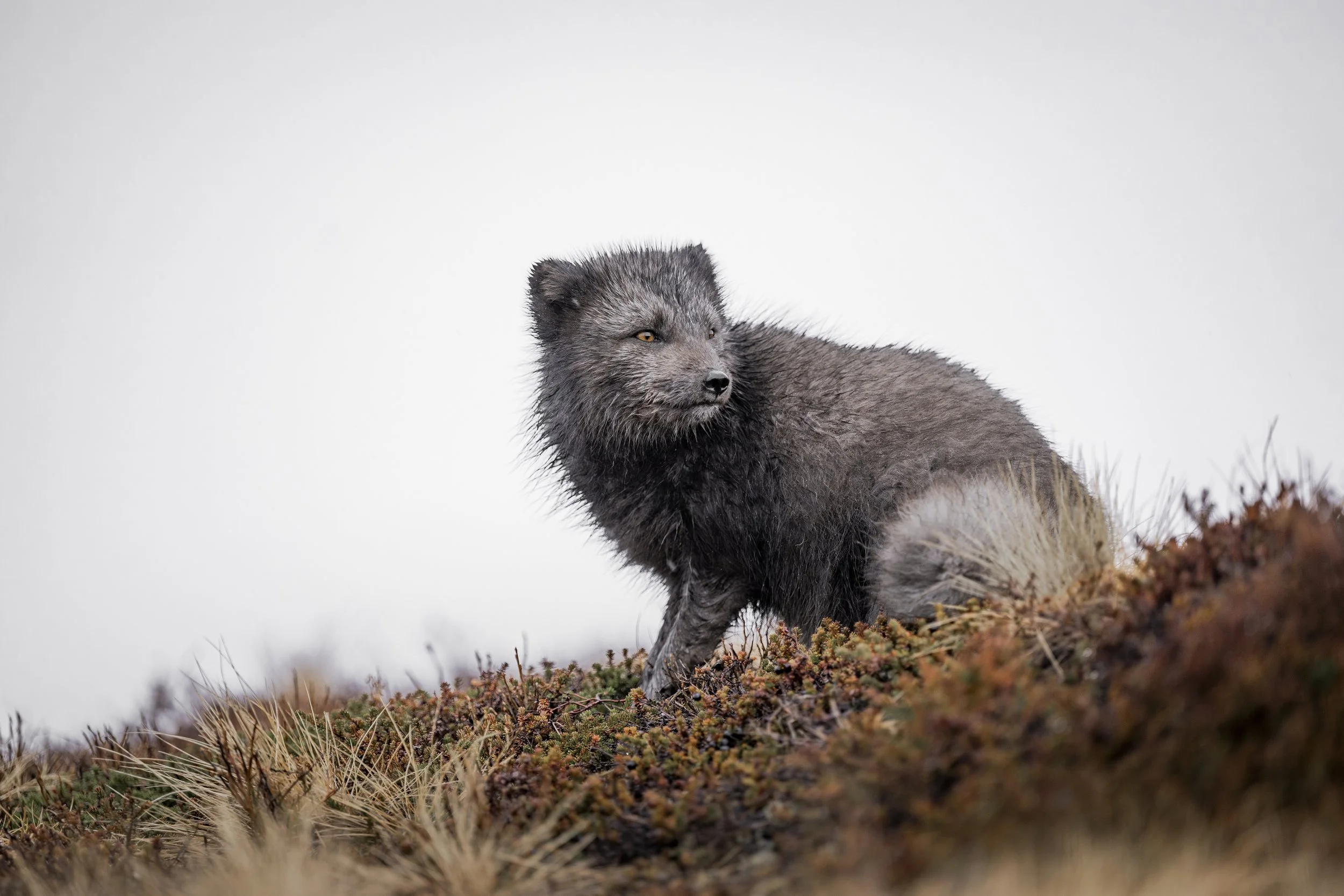 ArcticFox_day2-0220-Enhanced-NR-Edit.jpg