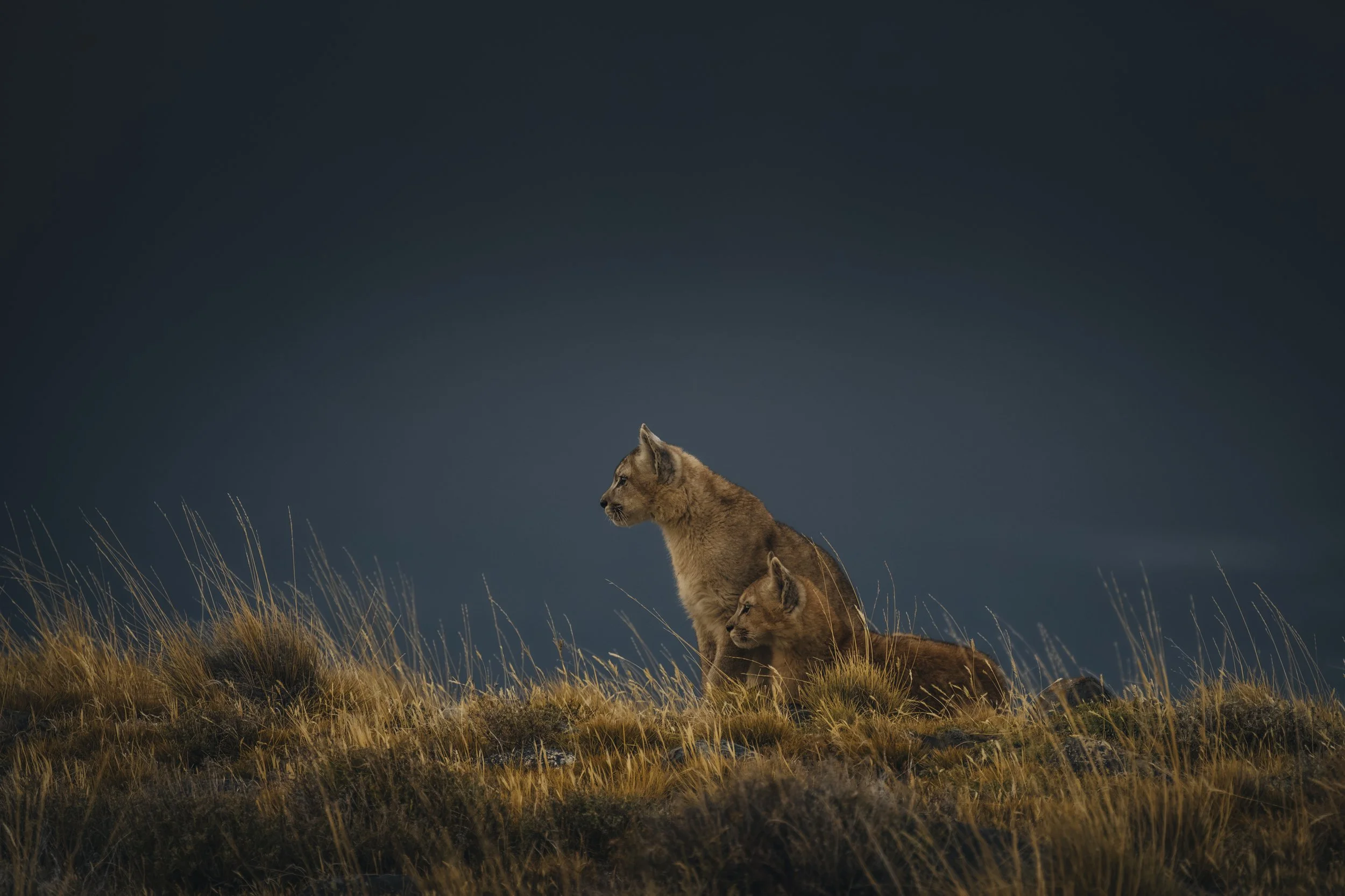 A Cubs Watchful Gaze