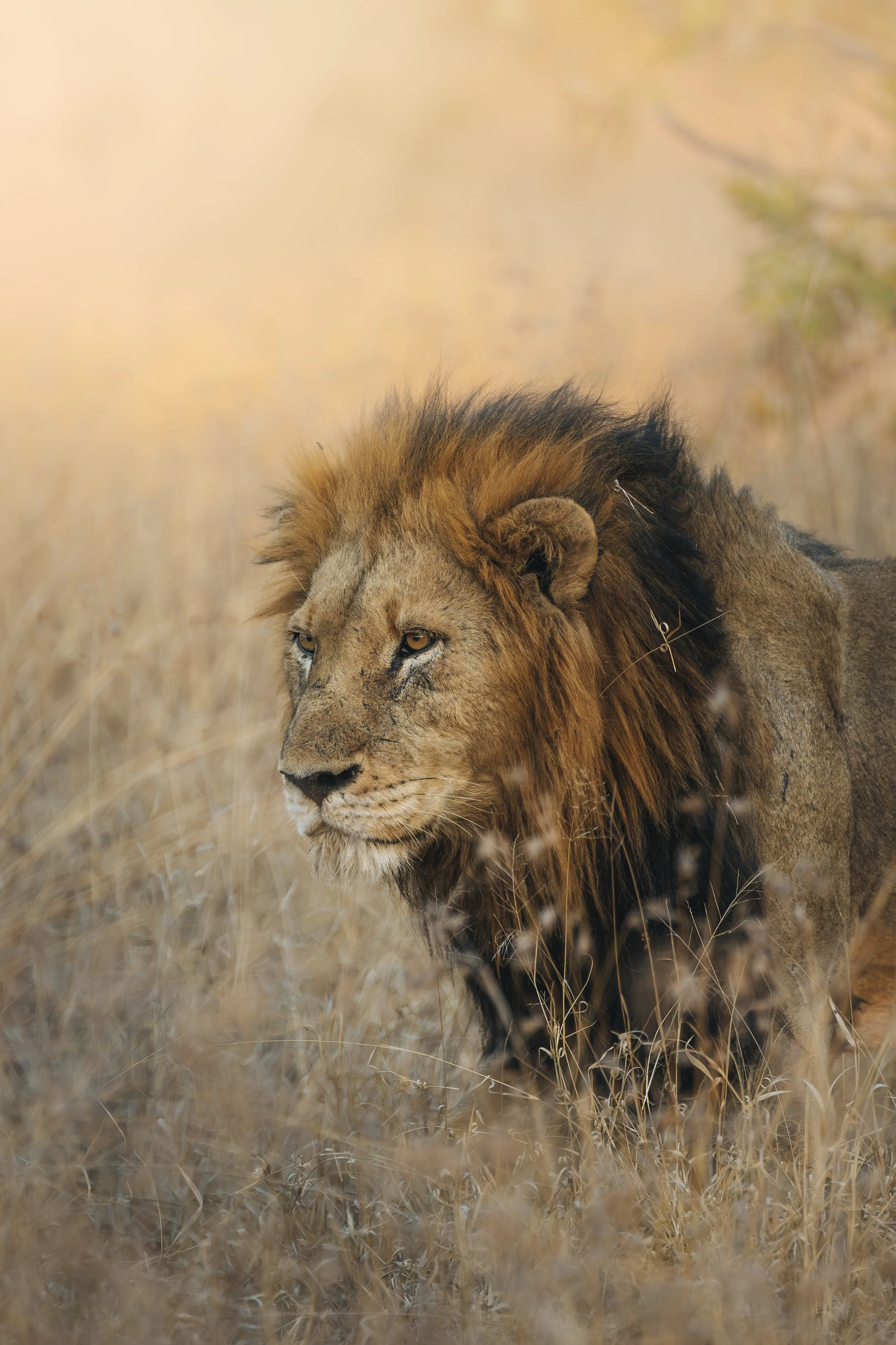 A Lion in the Sunset