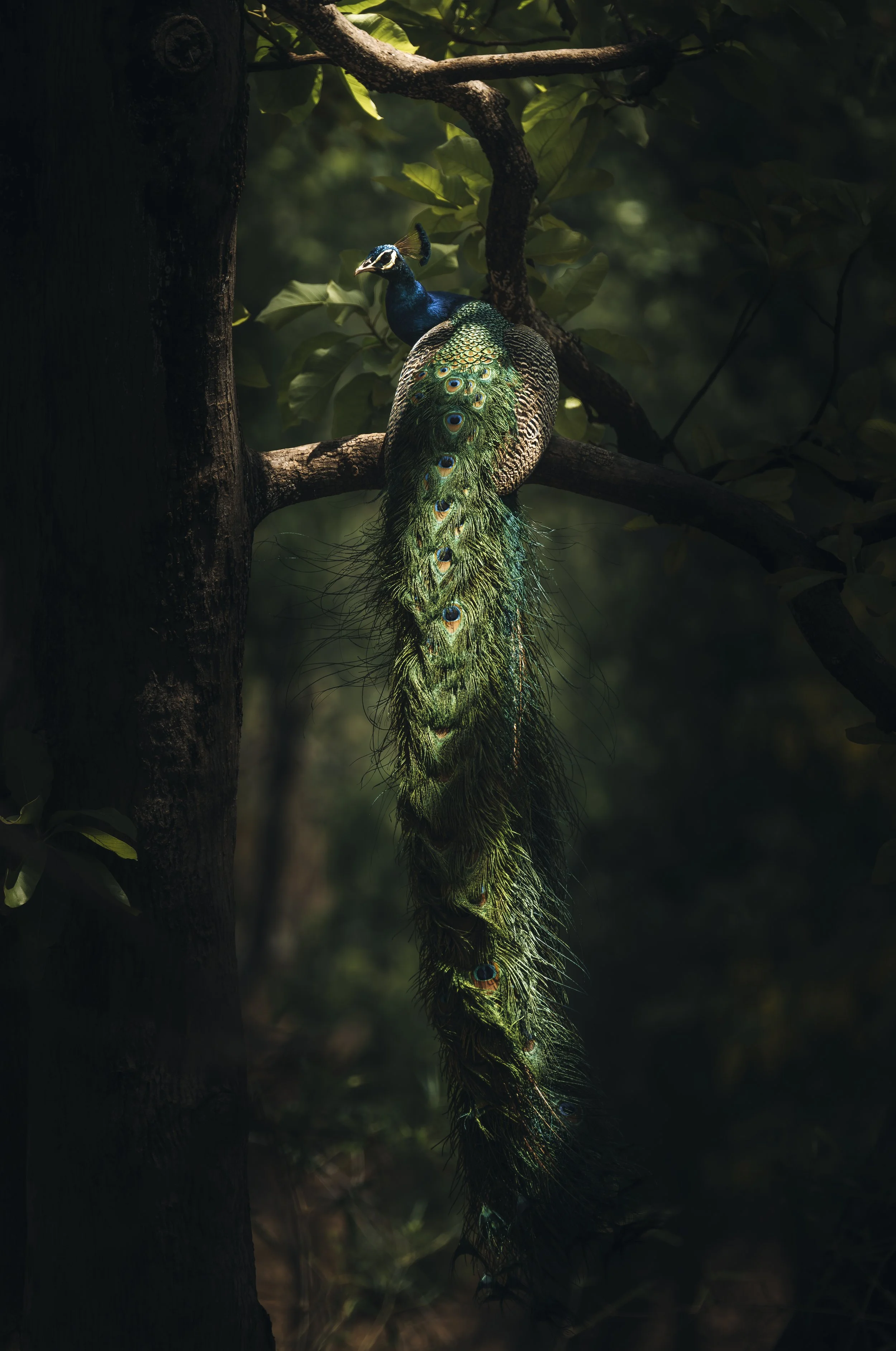 Peacock In Fading Light