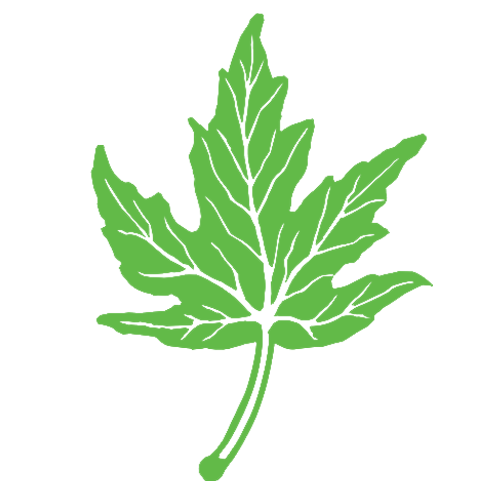 Digital illustration of a green maple leaf with detailed veins against a black background.