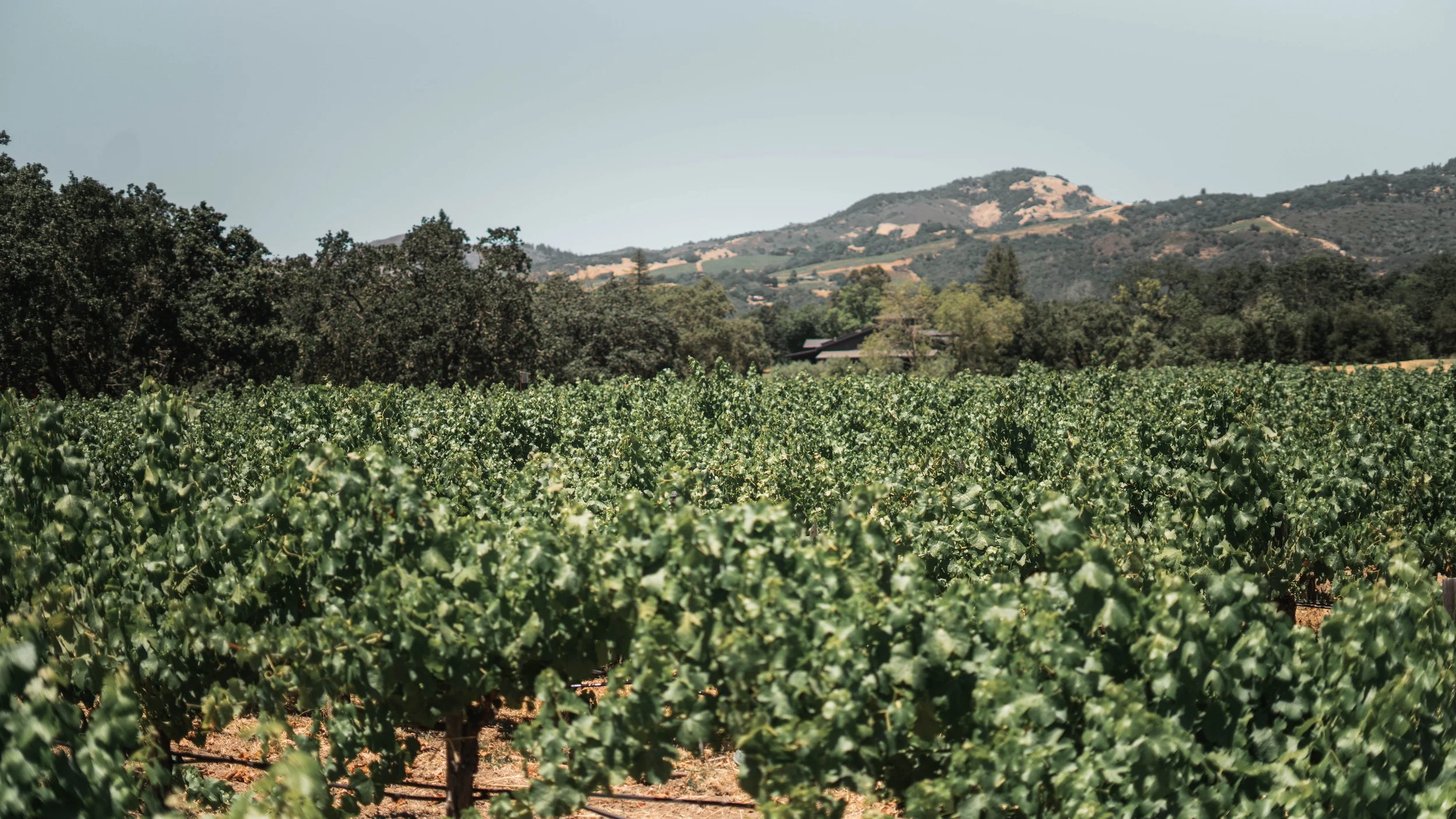 Winery &amp; Large Estate Maintenance: Trusted Property Care with Scott Anderson Landscaping