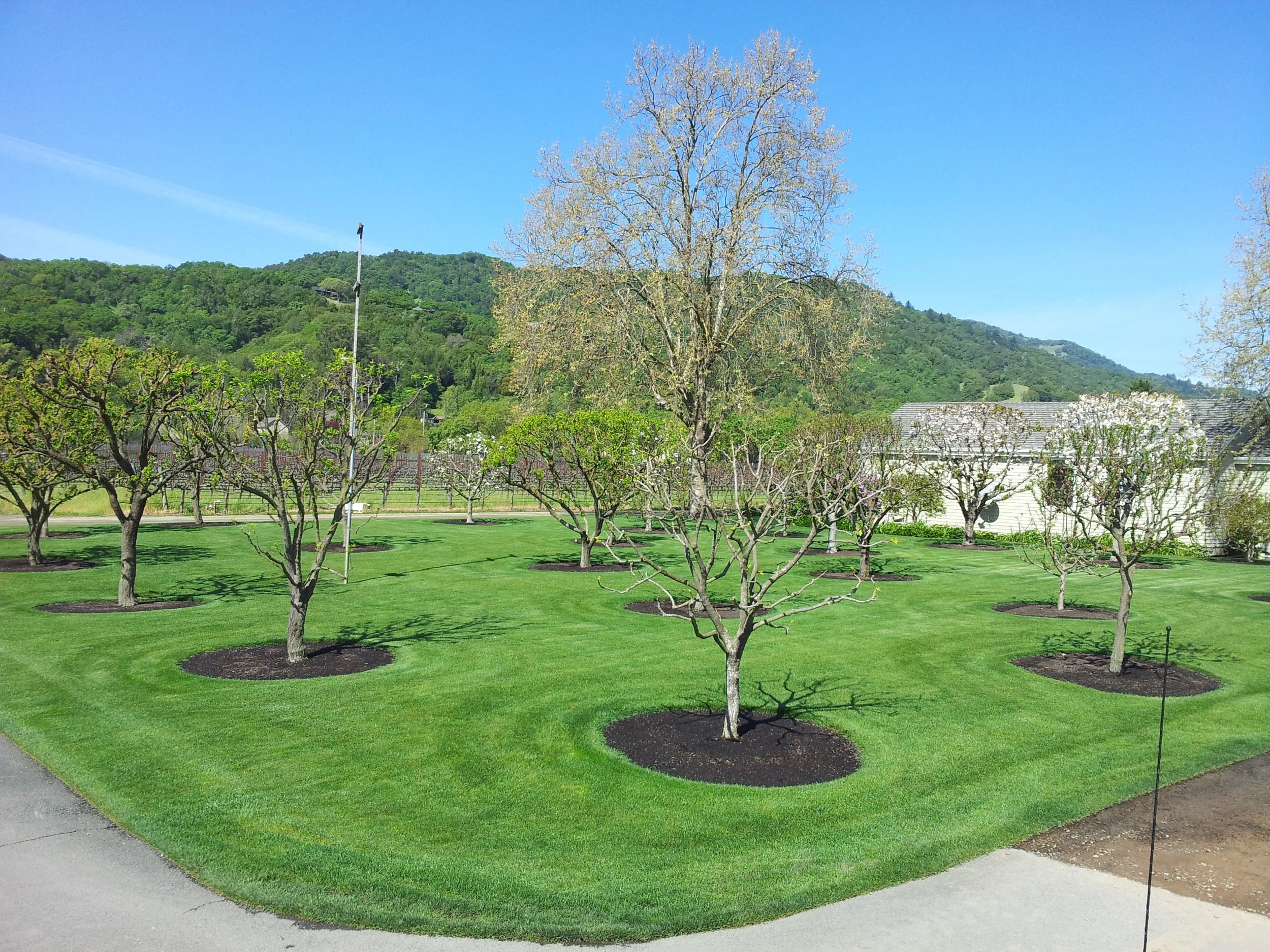 A landscaped yard with multiple small trees planted in circular mulched beds on a well-maintained grassy lawn. In the background, there are rolling green hills and a blue sky.