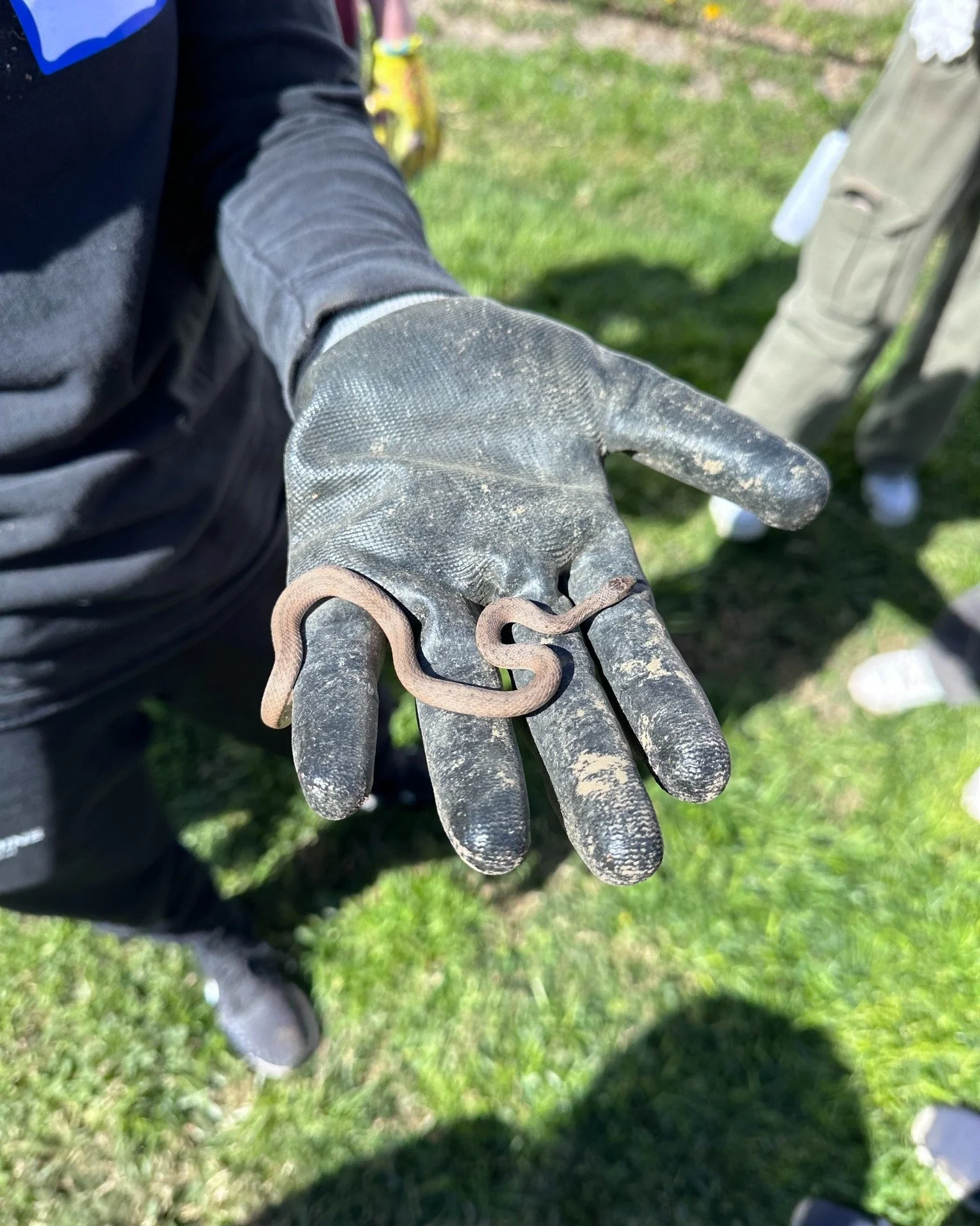 Lucky Horseshoe 2.jpg