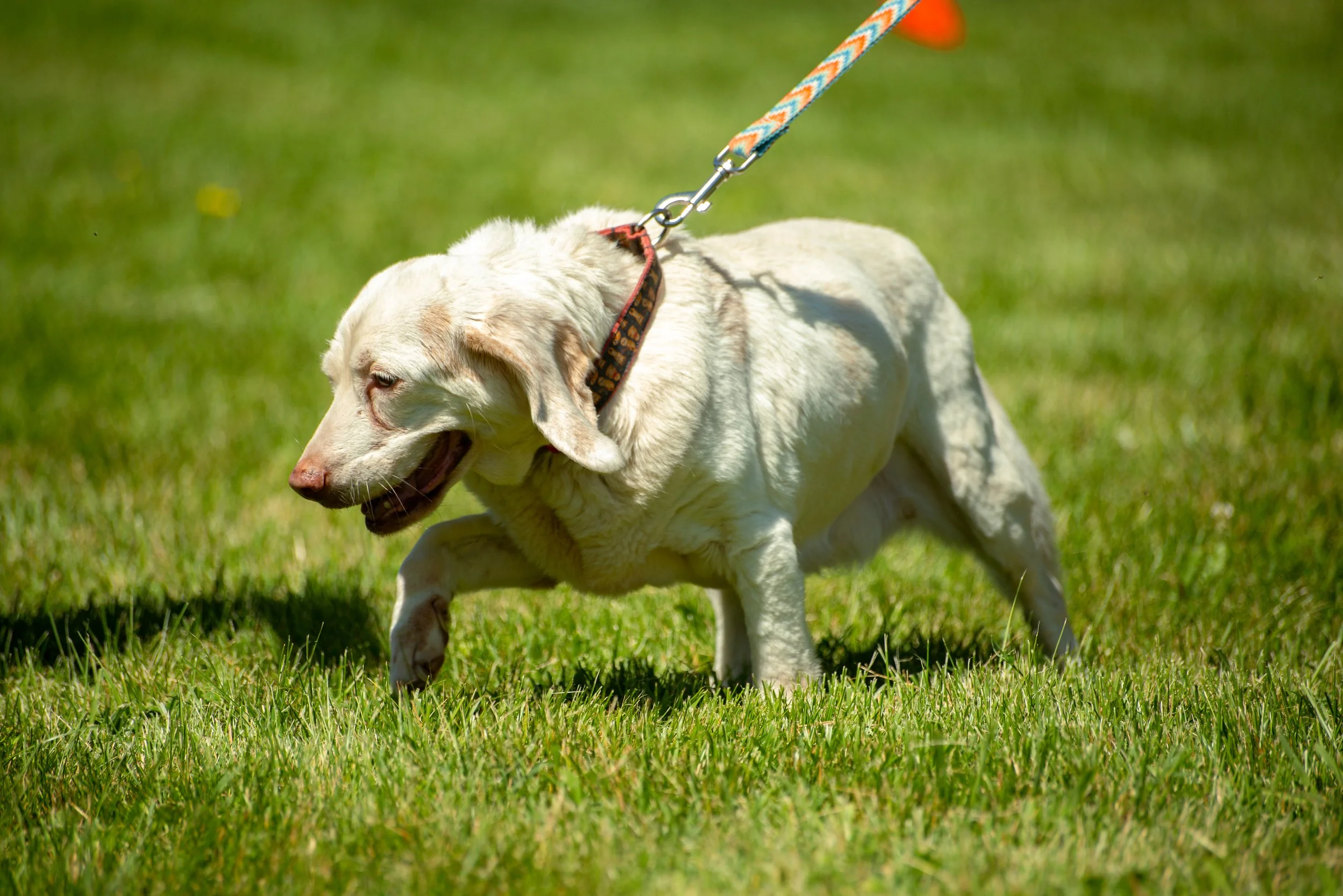 BOB Meriwether Fort Hill 37.jpg