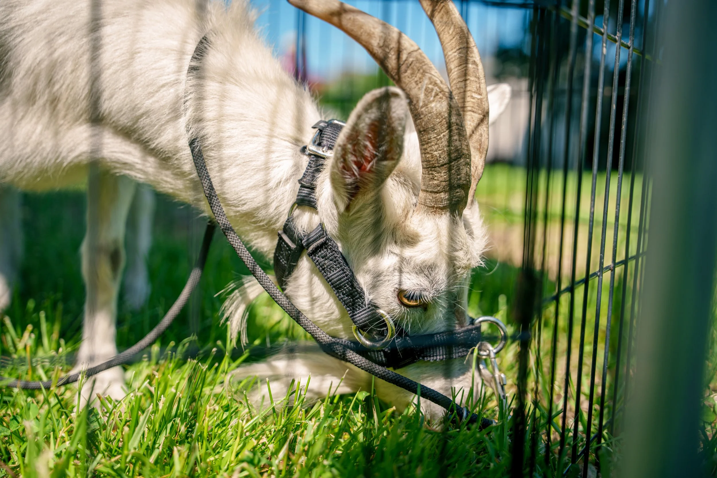 BOB Meriwether Fort Hill 11.jpg