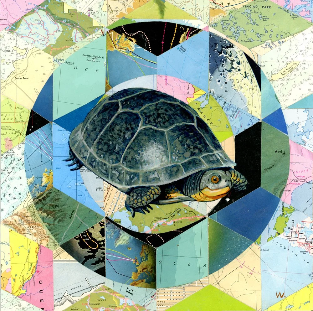 Blandings Turtle - At Risk
