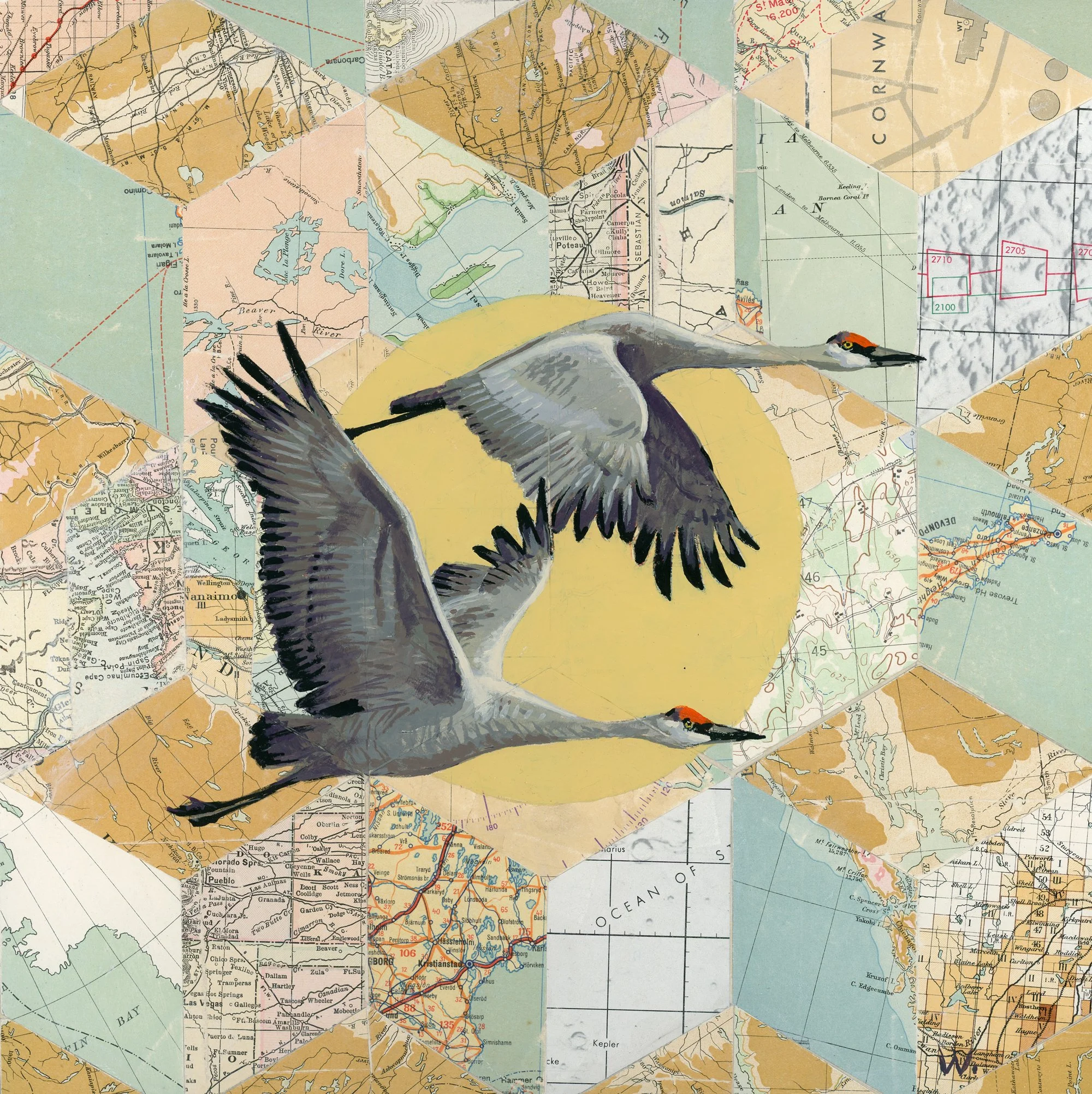 Sandhill Cranes - Migrant