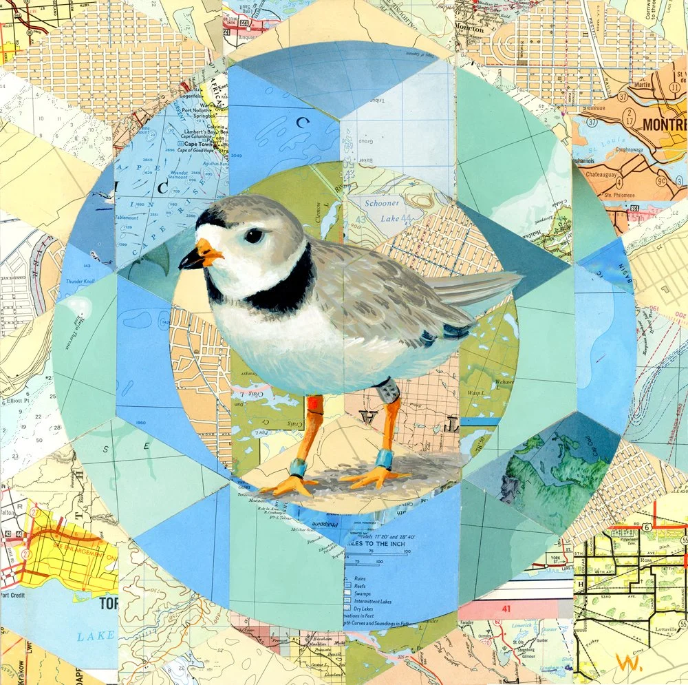 Piping Plover - At Risk