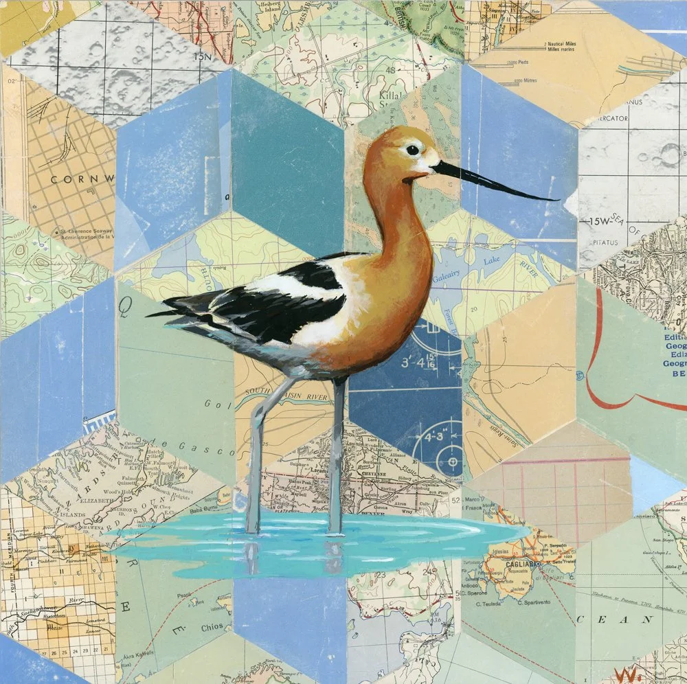 American Avocet - Migrant