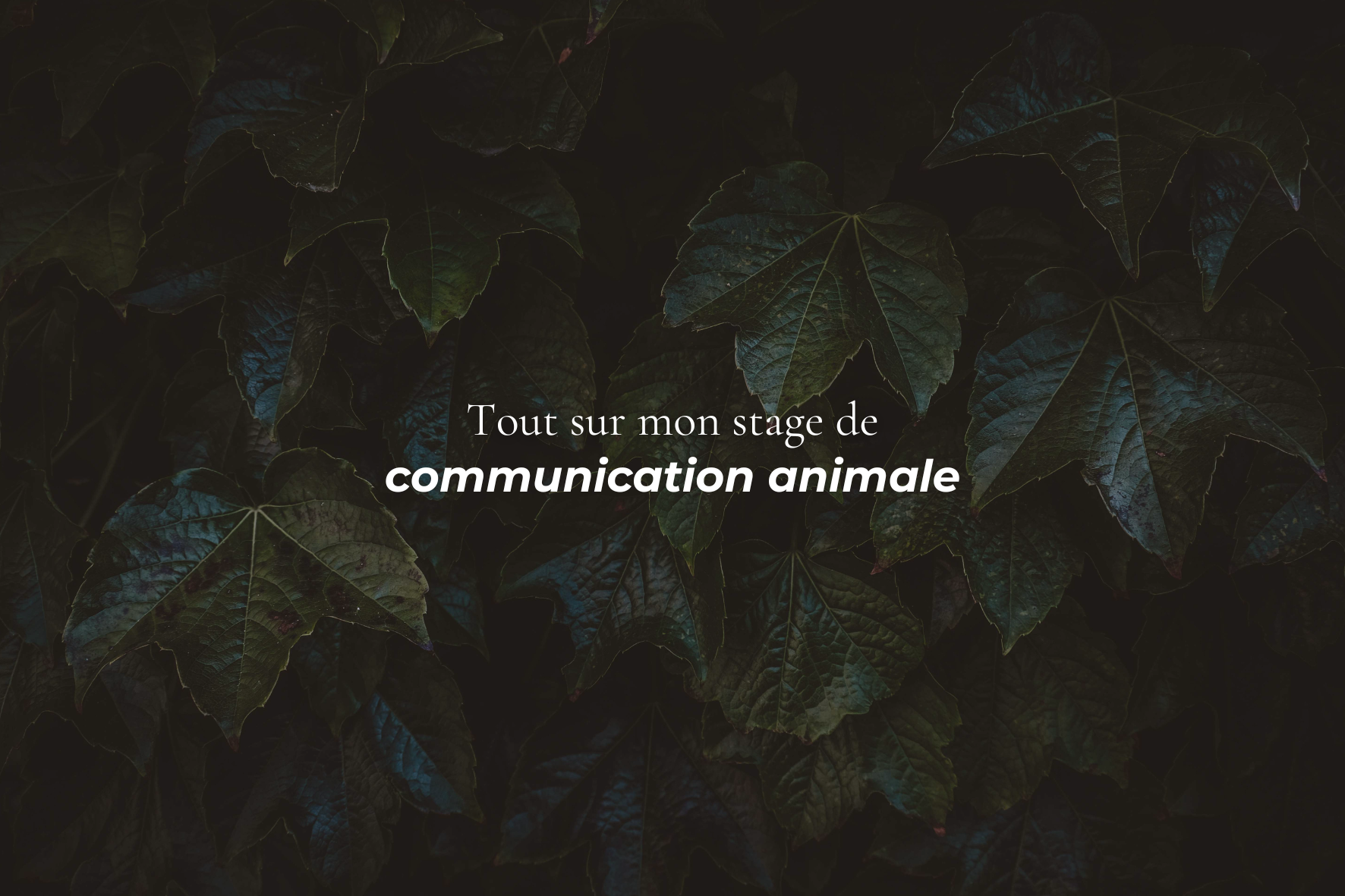 Mon stage de communication animale : je vous explique tout