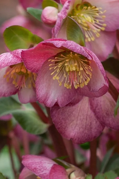 Helleborus Elemental.jpg