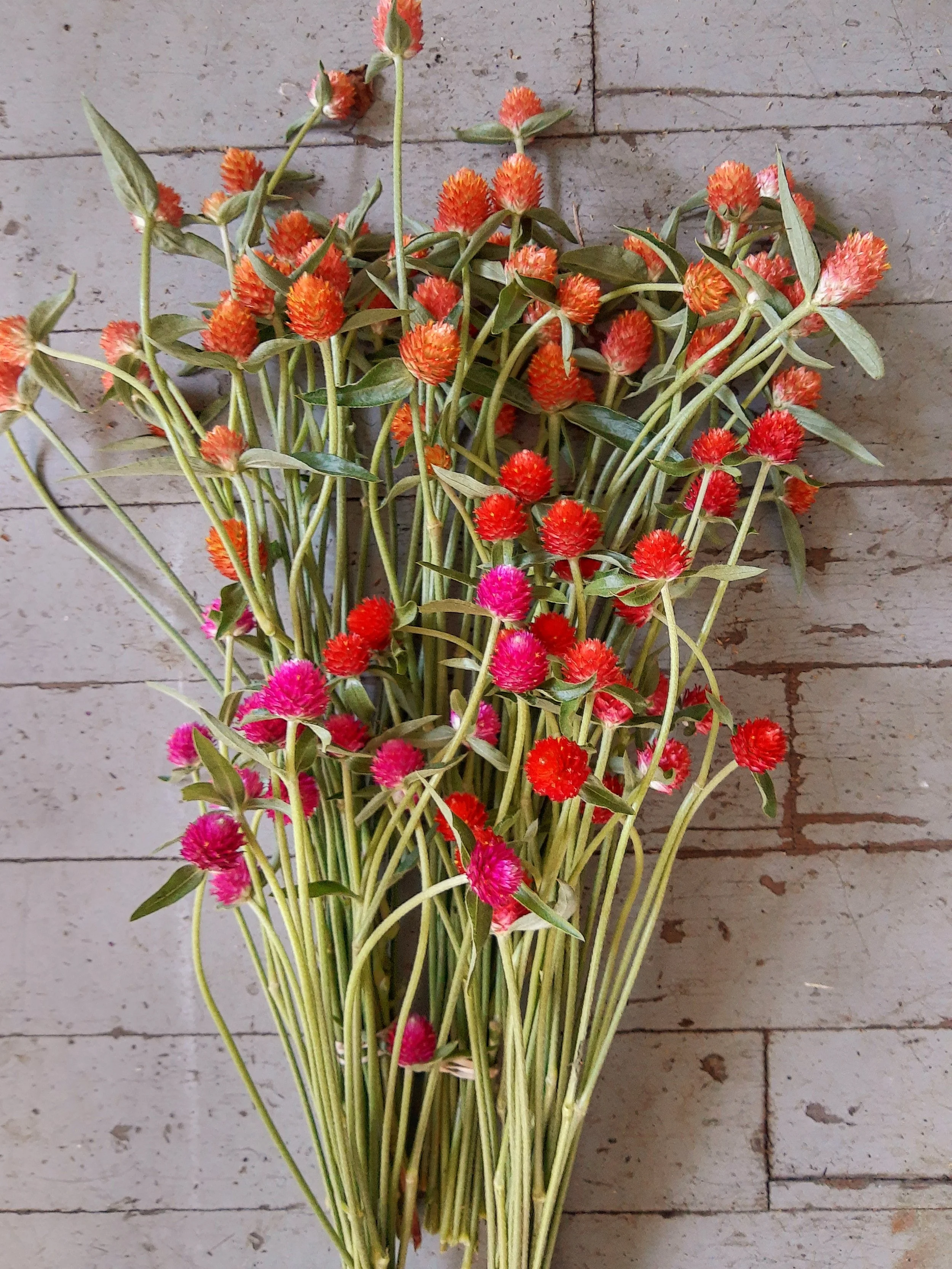 FREE Live Demo: The Art of Drying Flowers
