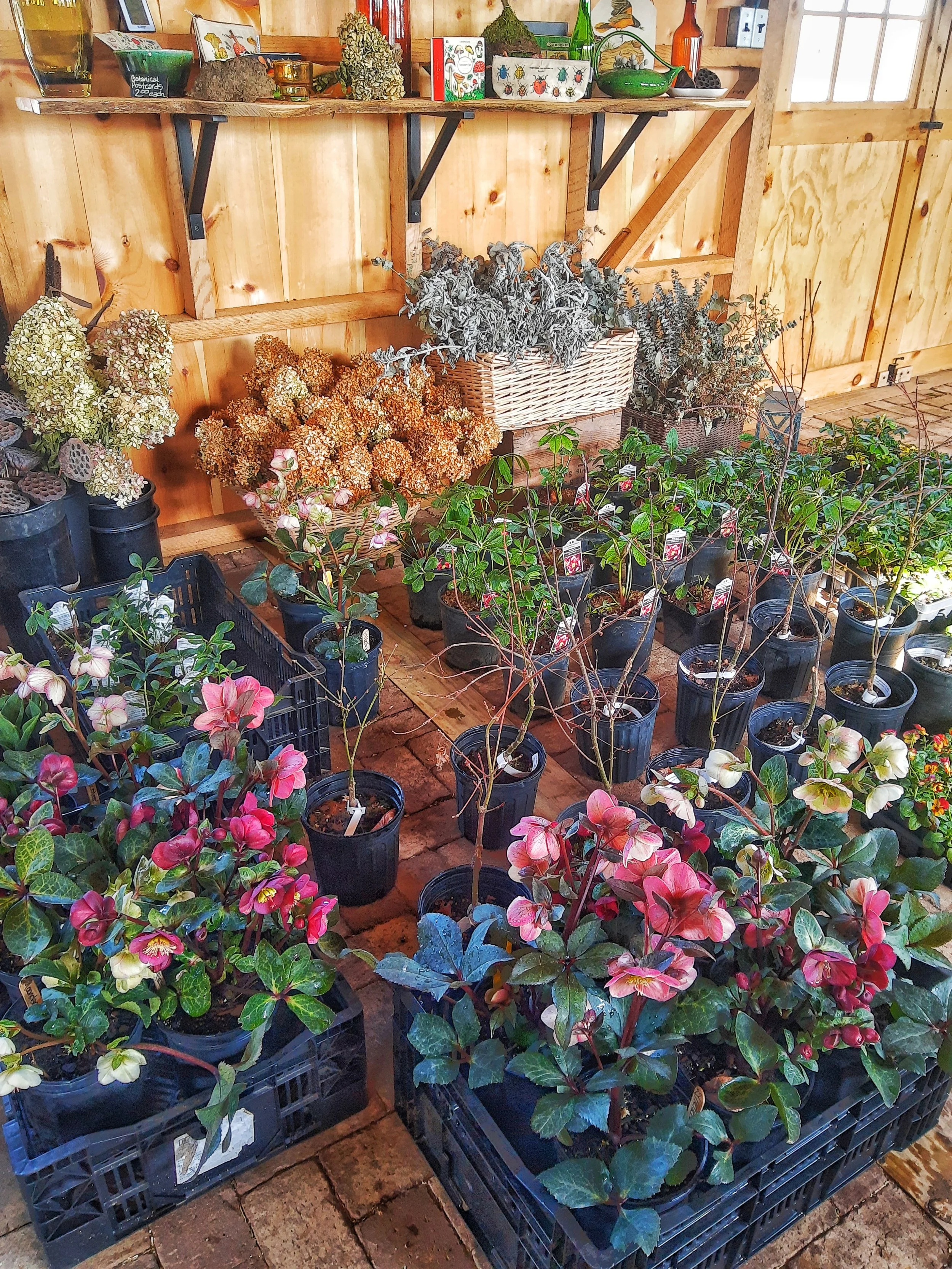 Various potted flowering and dried plants on the floor, with a wooden wall and shelf in the background.