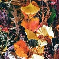 Cedar Farm & Nursery Digital Gift Card