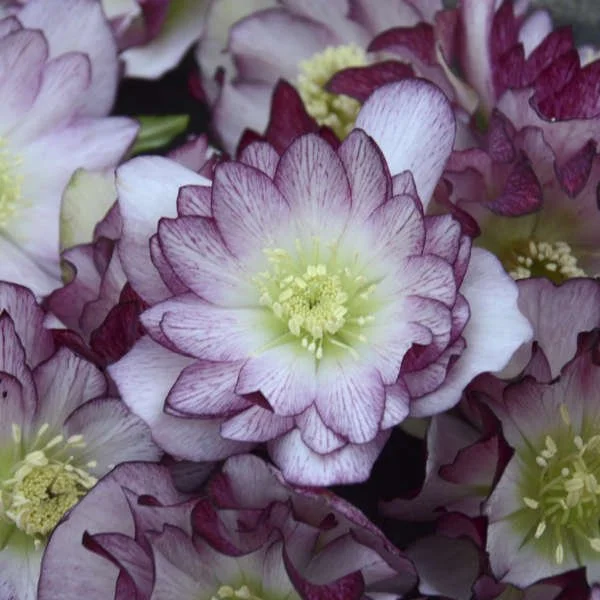 Close-up view of a cluster of  Blushing Bridesmaid Hellebore flowers, pink and white with yellow centers.