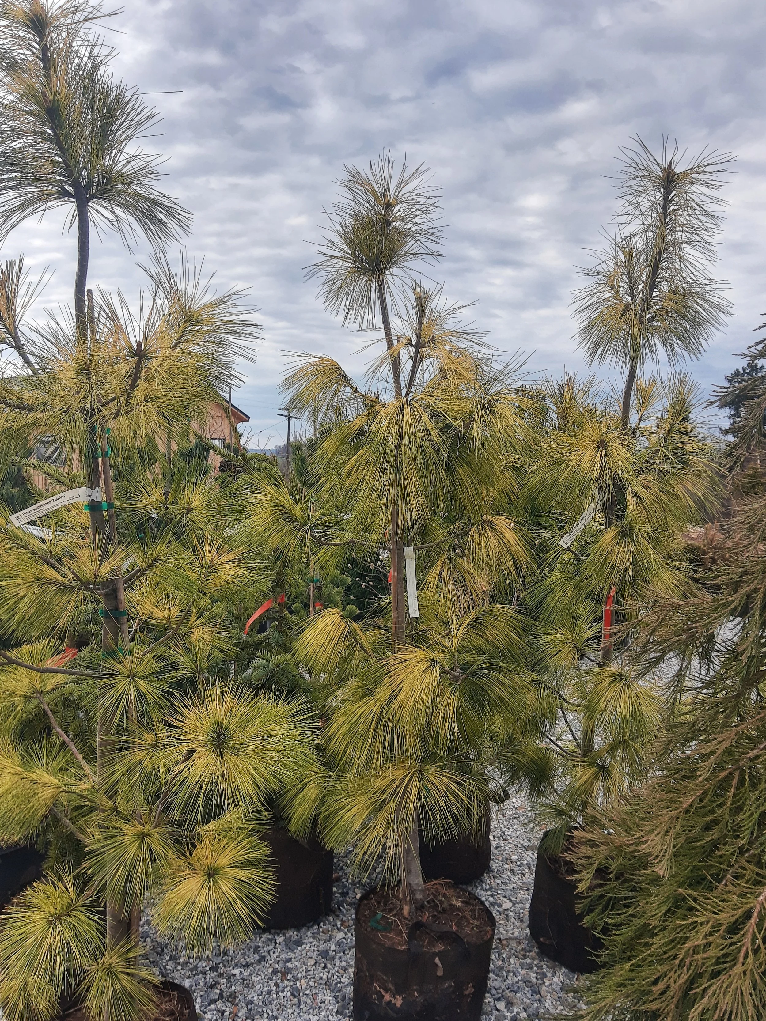 Young pine trees in black nursery pots outdoors under a cloudy sky.