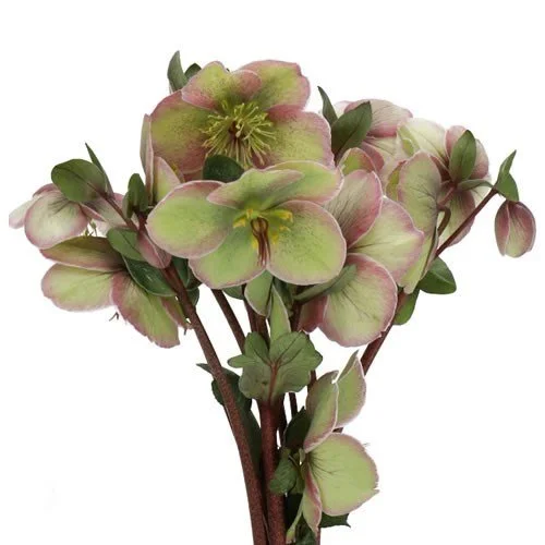 A bouquet of green and pink-tinged Hellebore flowers with green leaves.