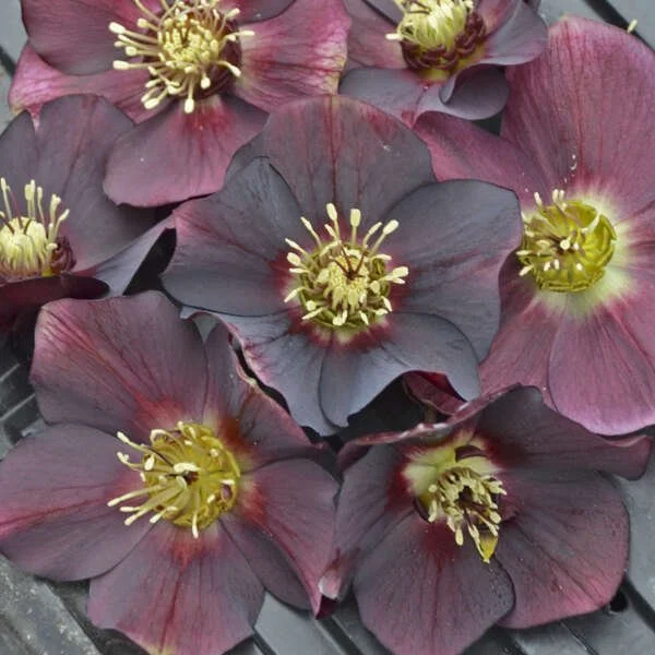 Helleborus 'Rome in Red'