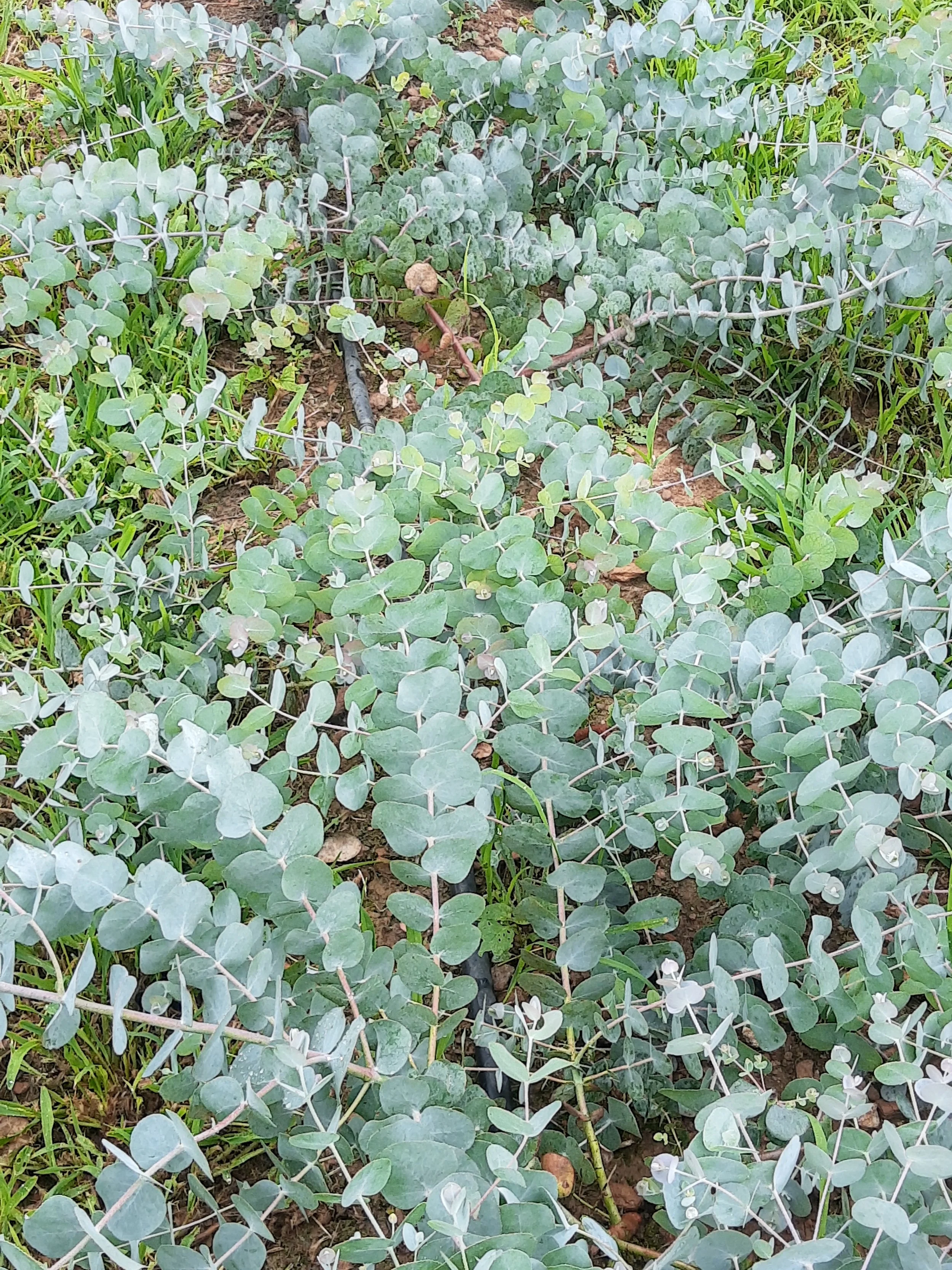 Fresh Eucalyptus Bundle