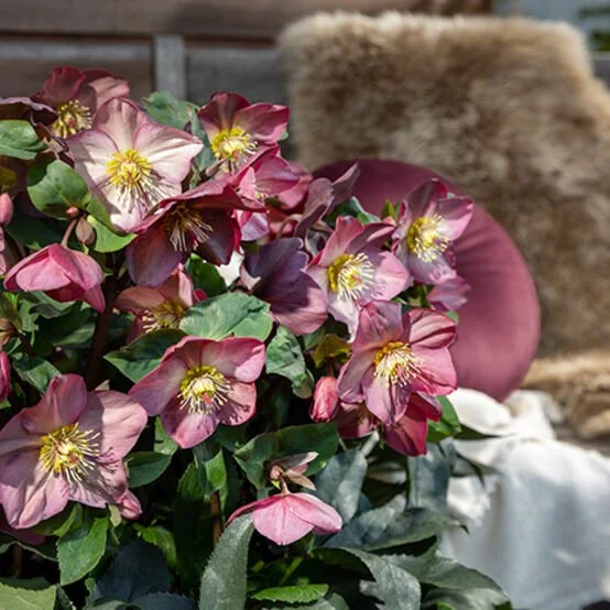 helleborus ice rose.jpg