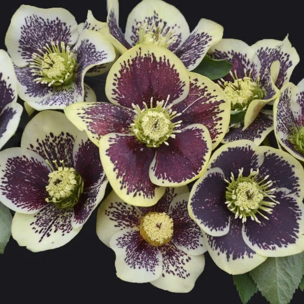 Close-up of 'Rio Carnival' Hellebore flowers with cream and maroon petals and yellow centers.