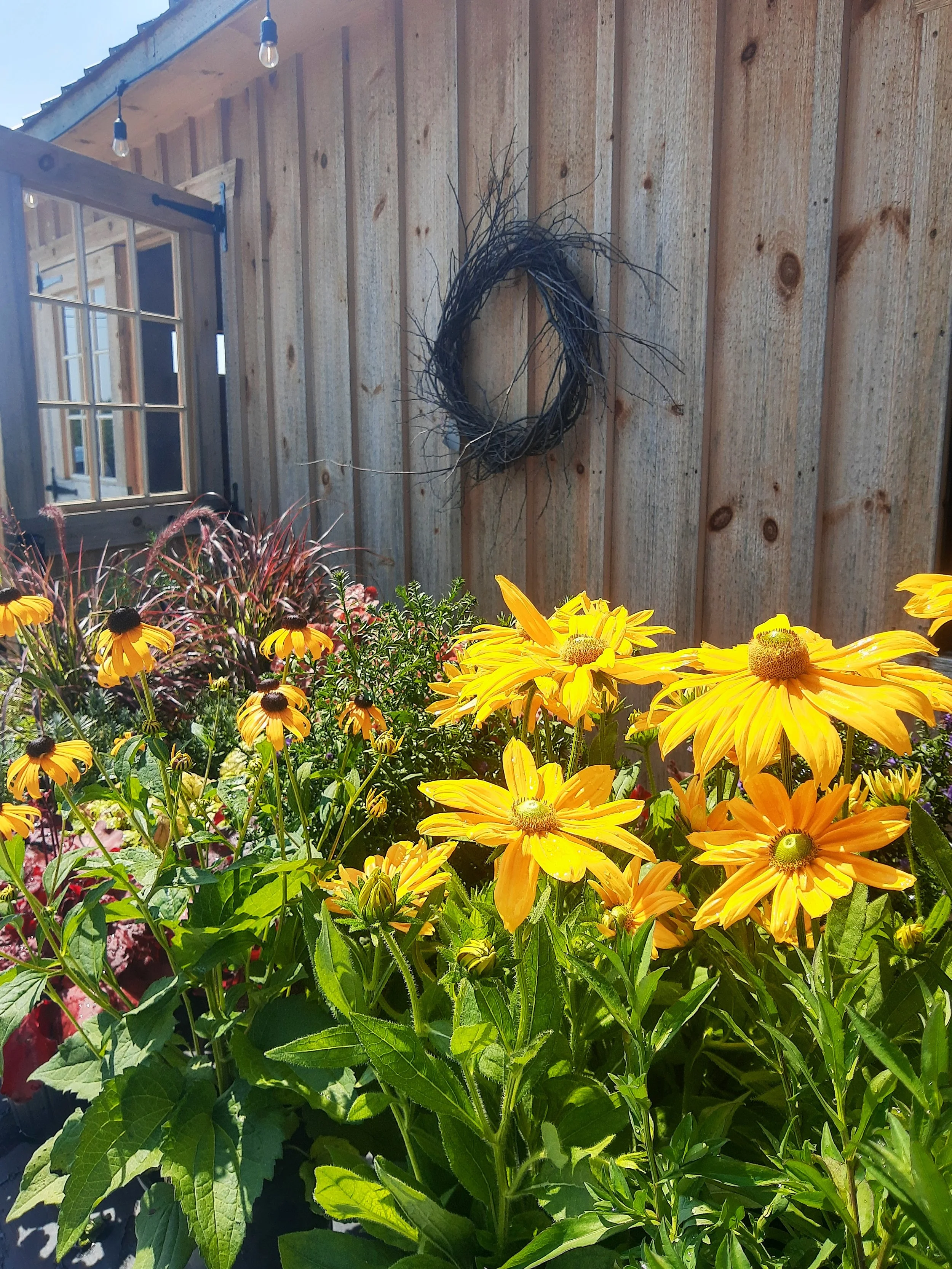 Colorful yellow and orange flowers in a garden with a wooden fence and wreath on the wall.
