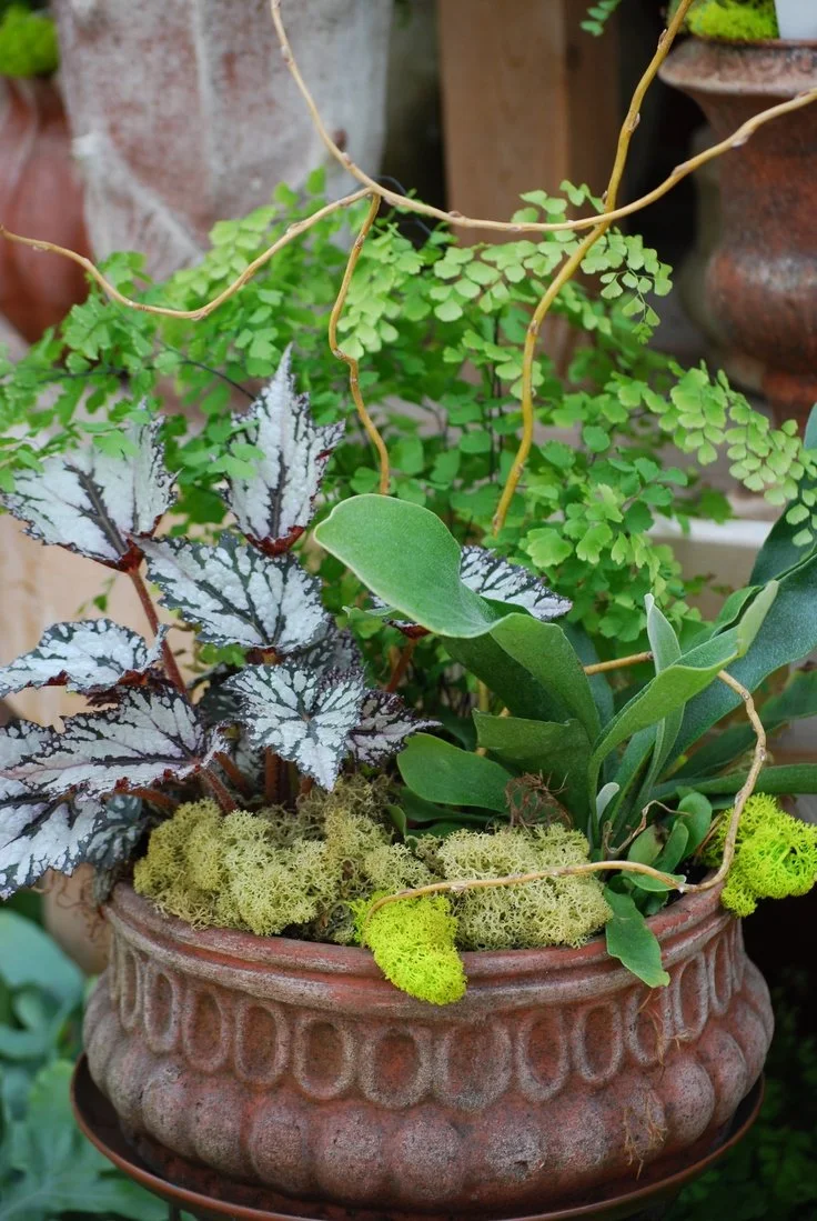 indoor fern arrangement.jpg