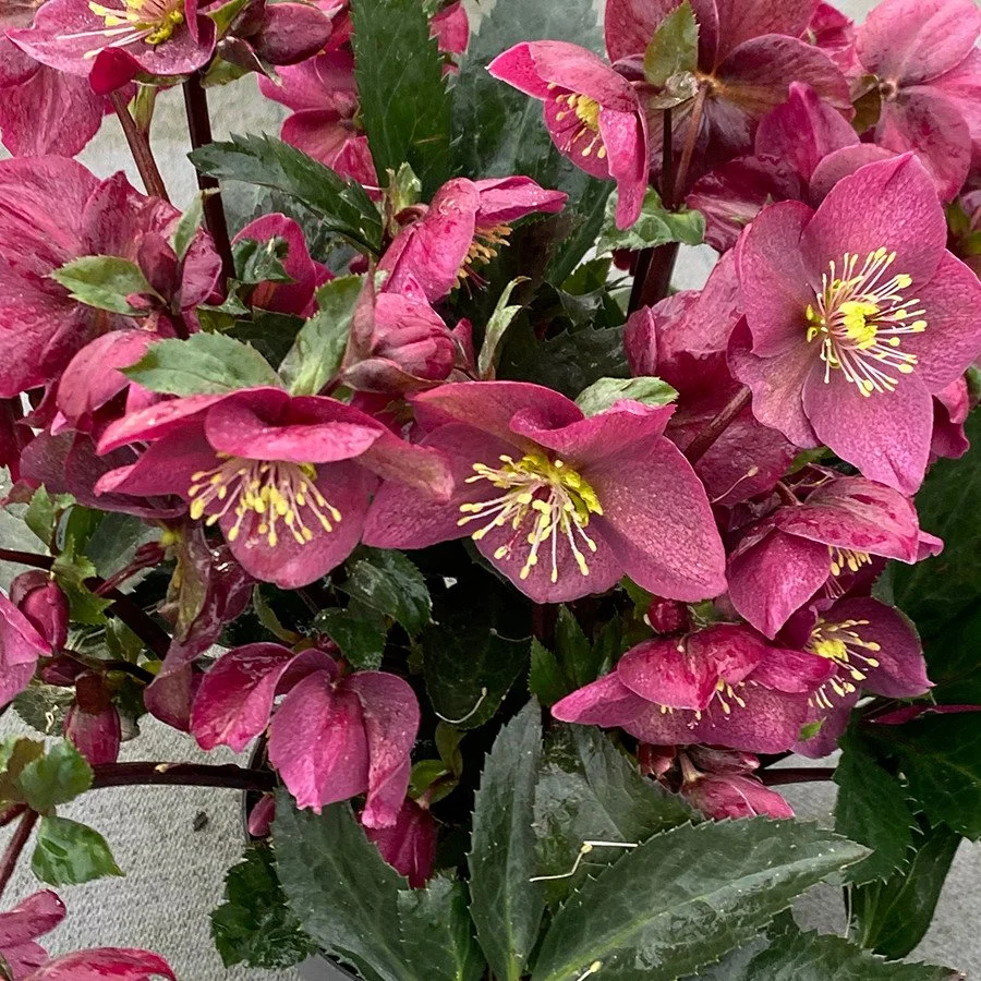 Helleborus Spring Sparkle 'Red'