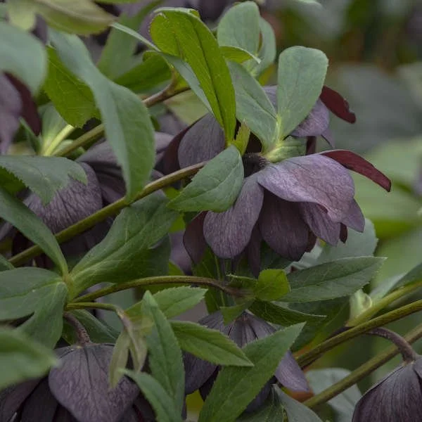 Close-up of Dashing Groomsman Hellebore flowers, green leaves with purple flowers on a plant.