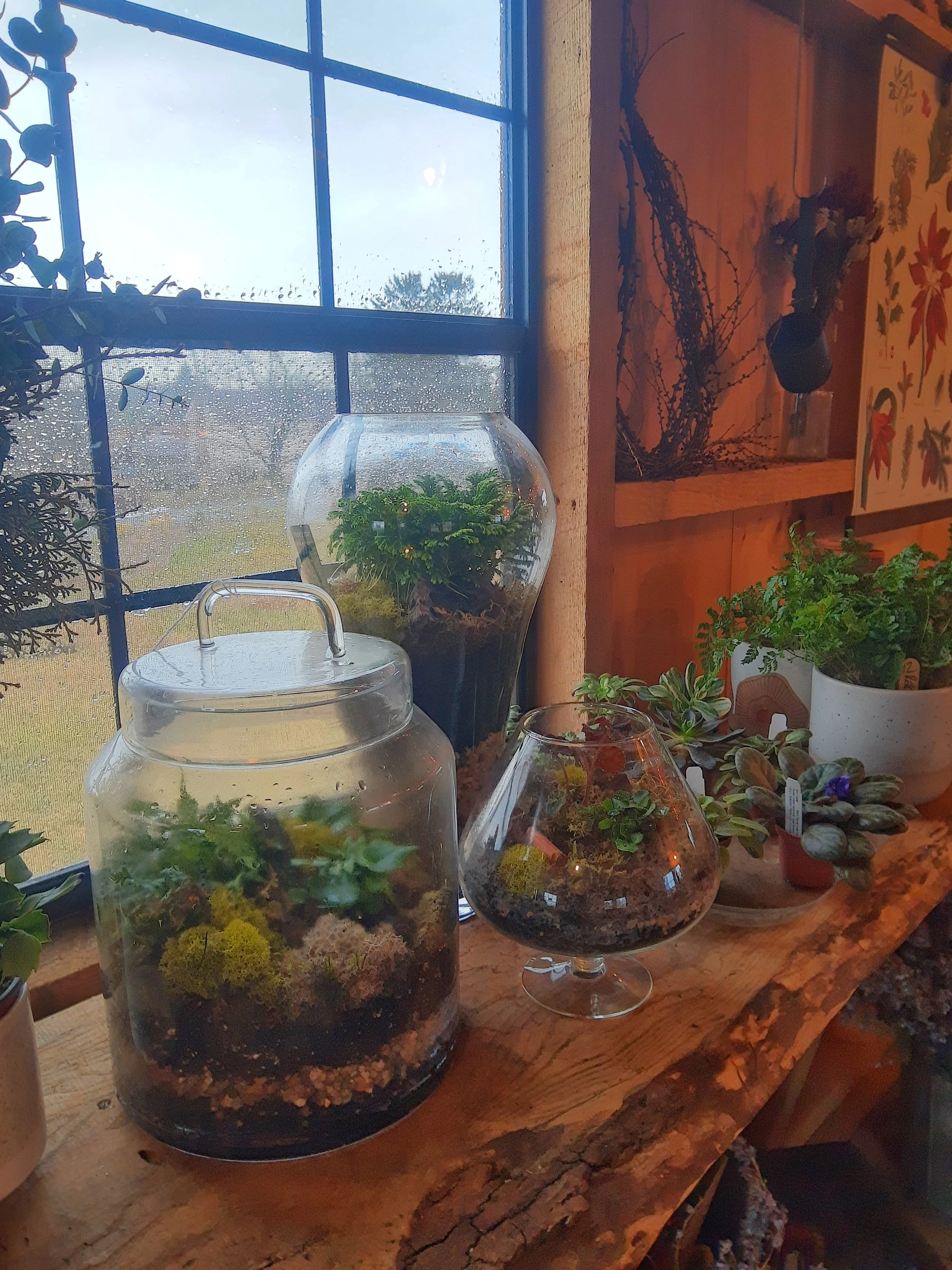 Various potted plants and terrariums on a wooden shelf by a window, with a view of raindrops on the glass and a cloudy sky outside.