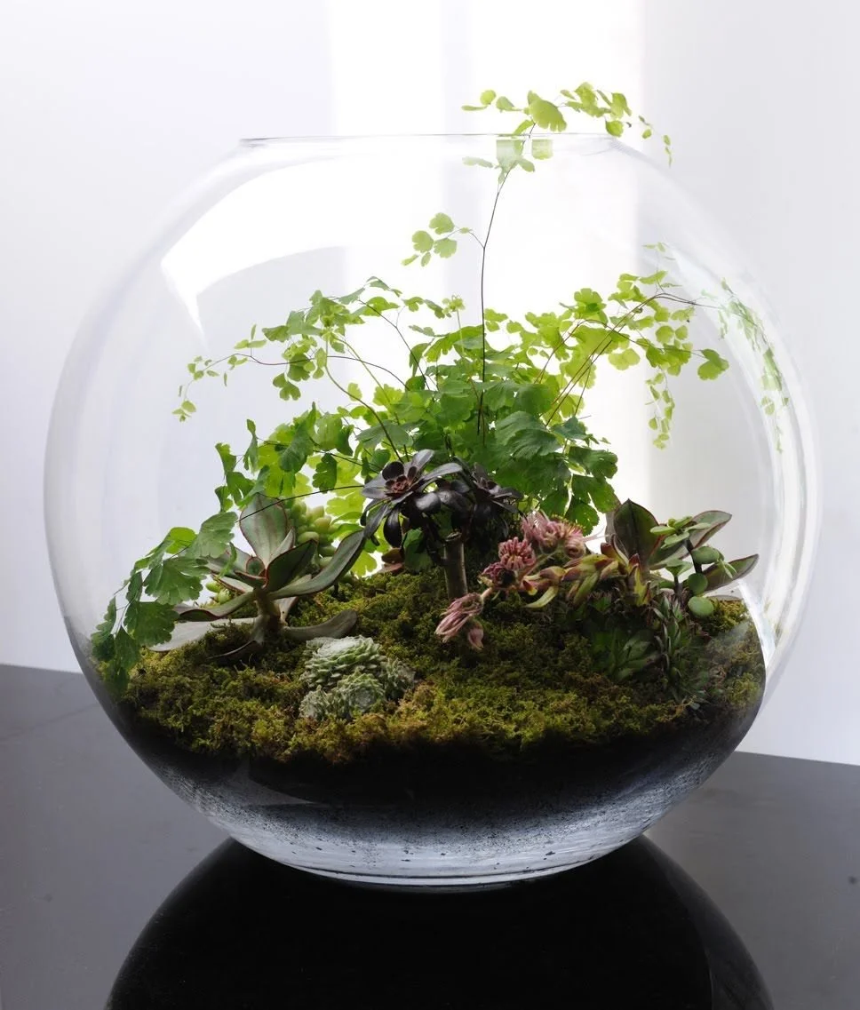 DIY Tropical Terrarium Kit