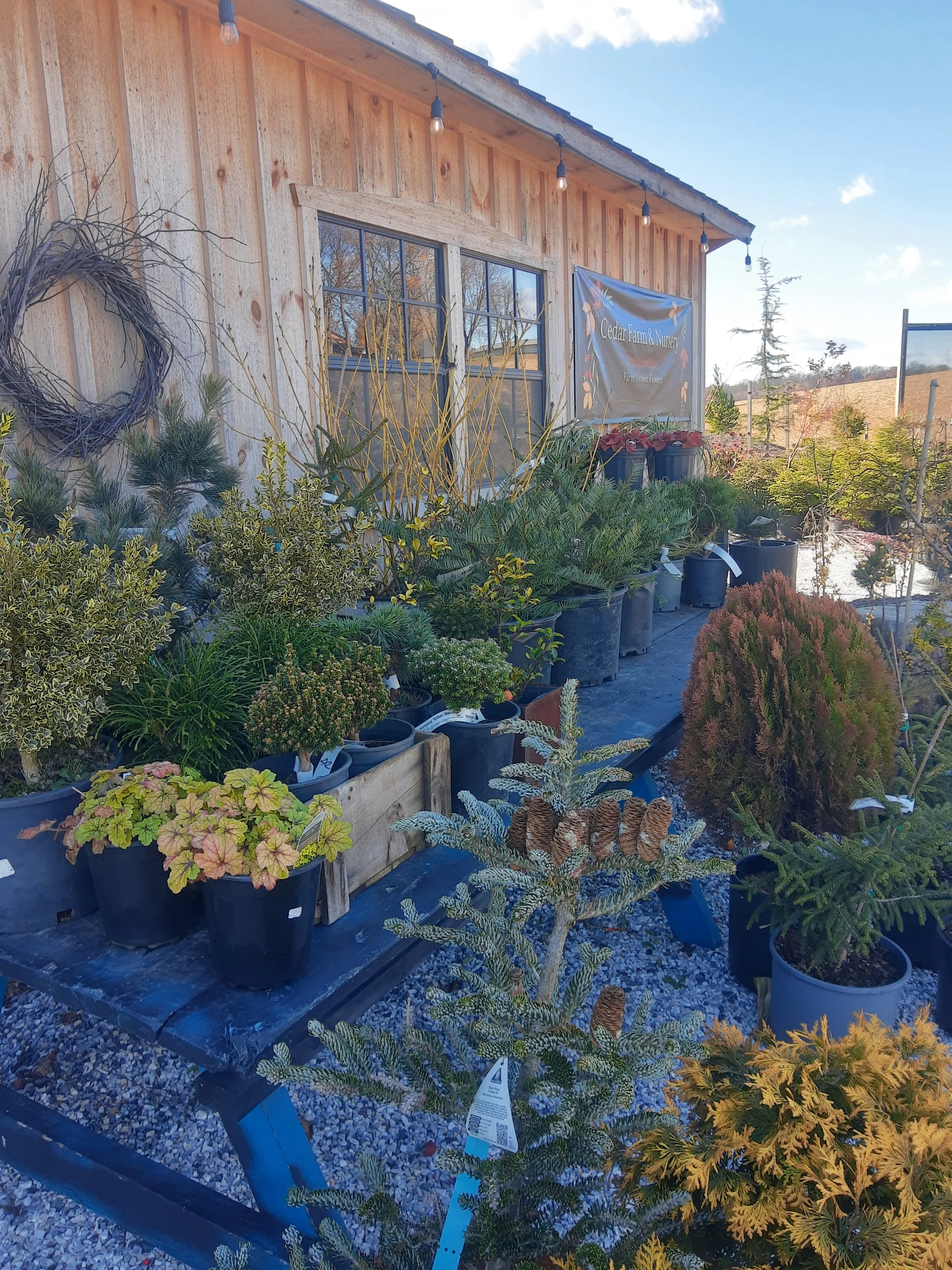 Outdoor scene at a nursery or garden center with potted plants and small trees displayed on benches and ground in front of a wooden building with a window and a sign that reads "Cedar Farm & Nursery". String lights hang above the plants.