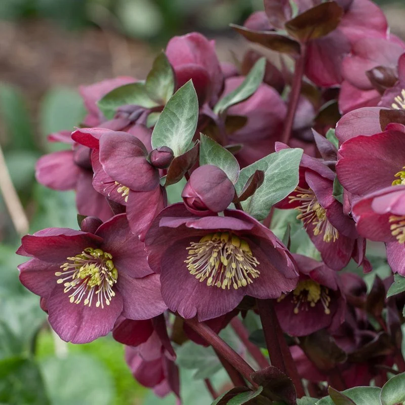 Close-up of maroon and green hellebore flowers with yellow stamens, some in bud form, surrounded by green leaves.