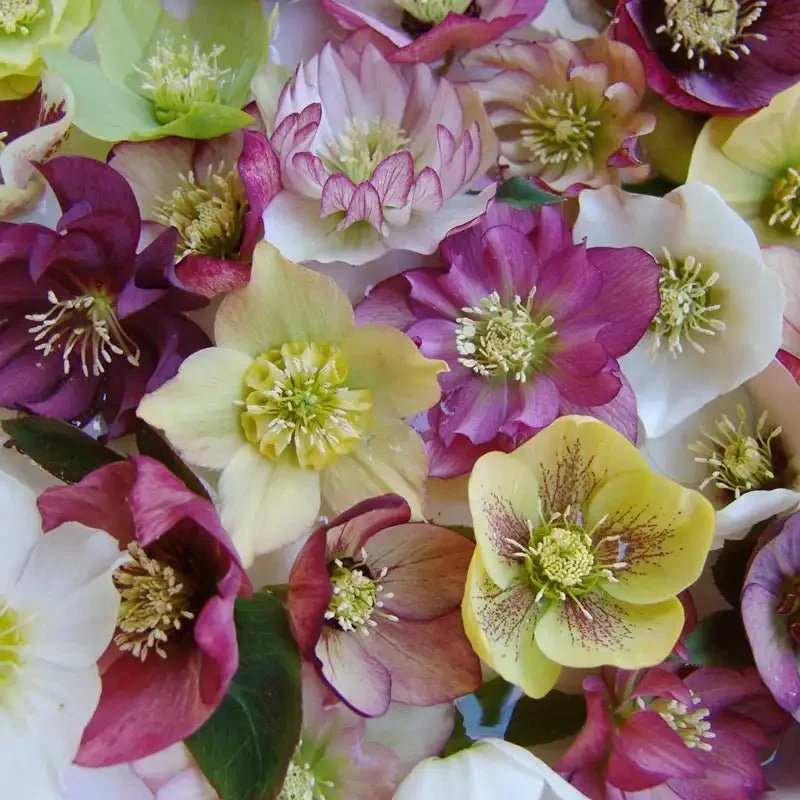 Close-up of various colorful Hellebores, including pink, white, yellow, and purple blossoms with prominent stamens and petals.