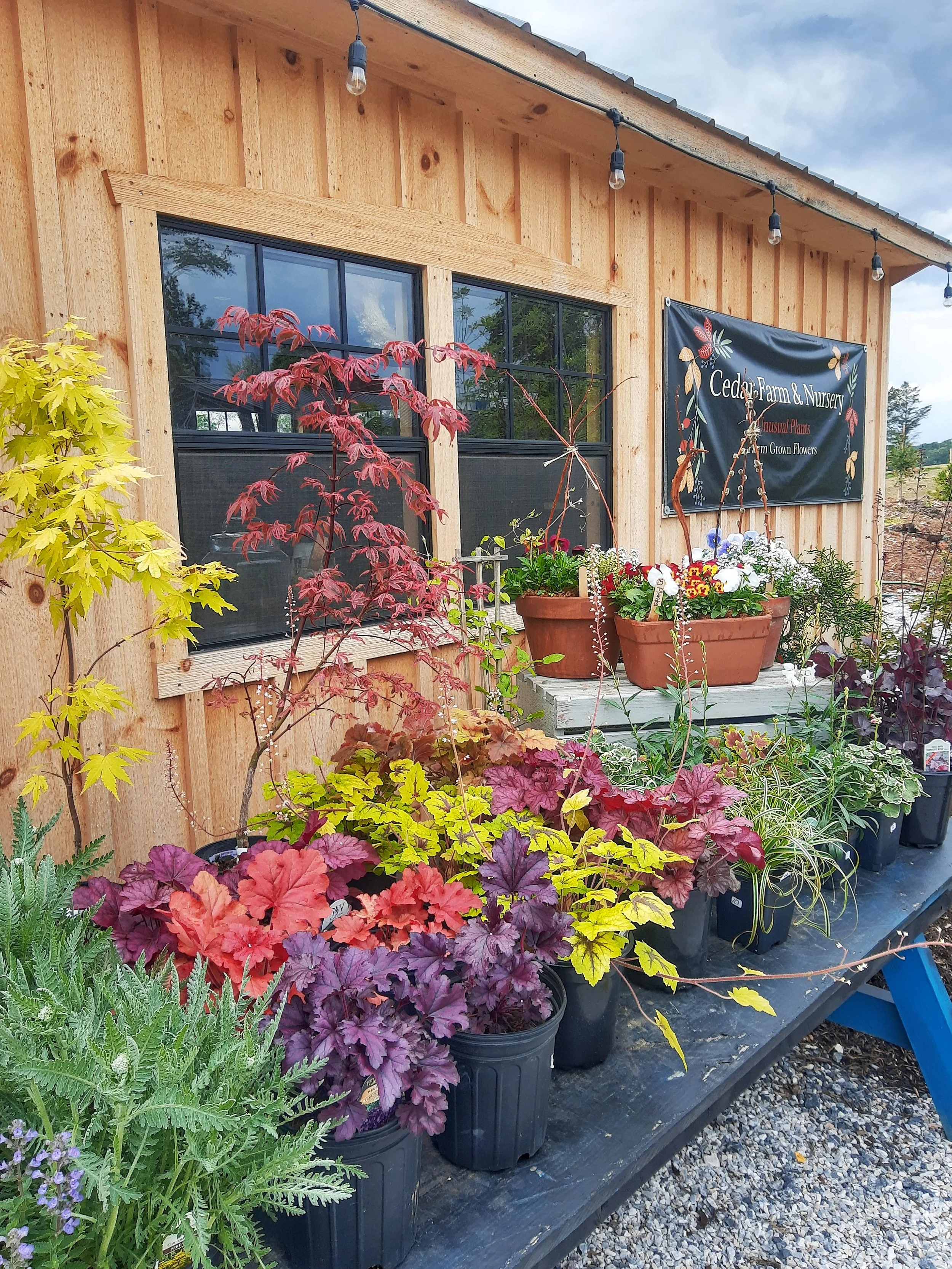 A display of potted plants with colorful foliage in front of a wooden building with black-framed windows and a sign that reads 'Cedar Farm & Nursery.'