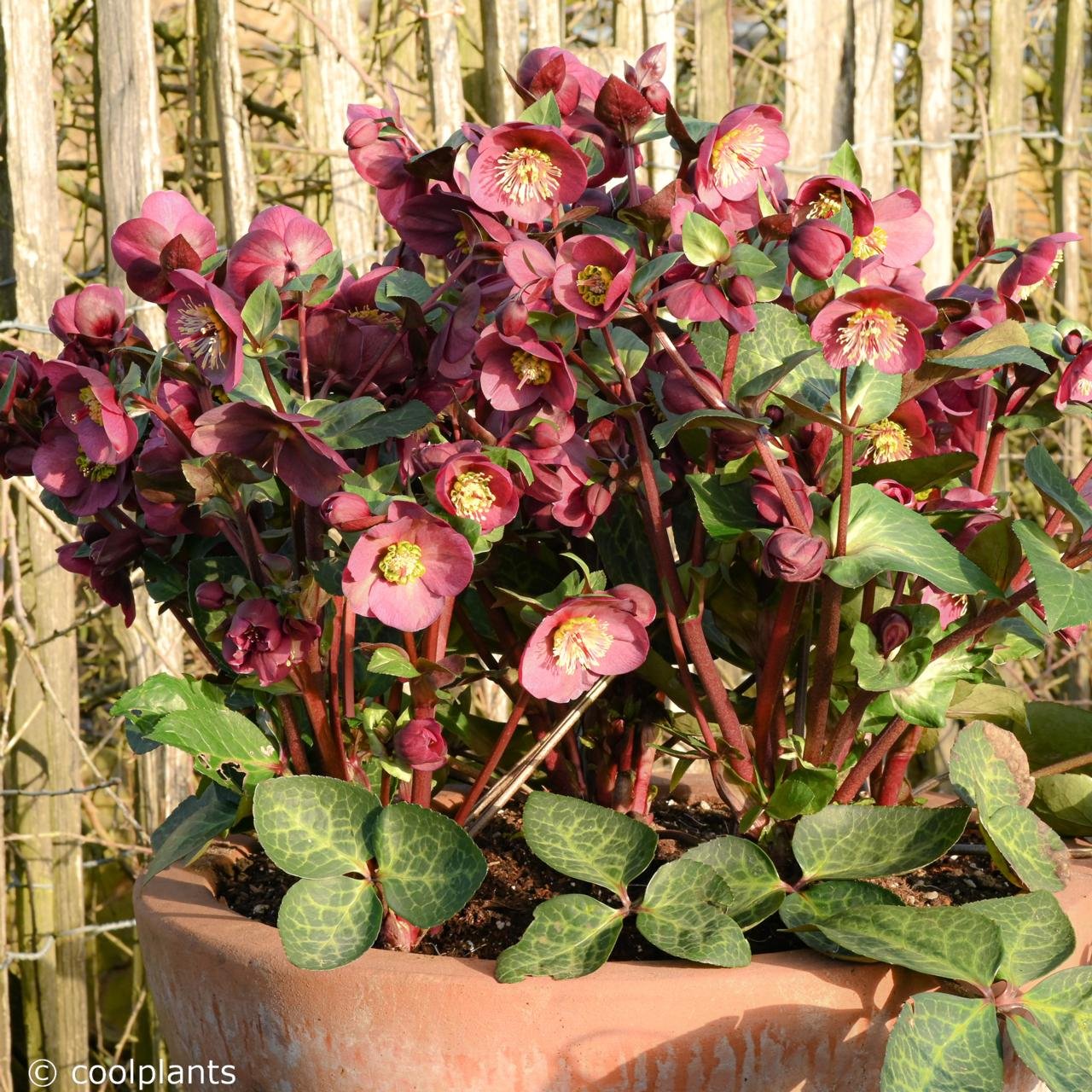 Helleborus 'Vibey Velvet'