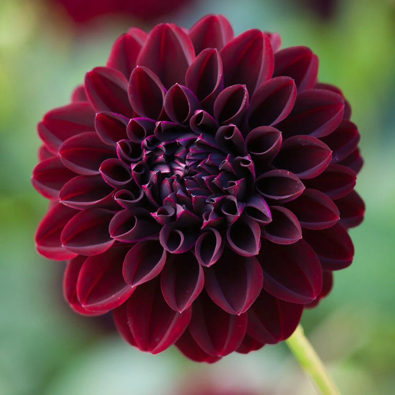 Dahlia 'Baccara'