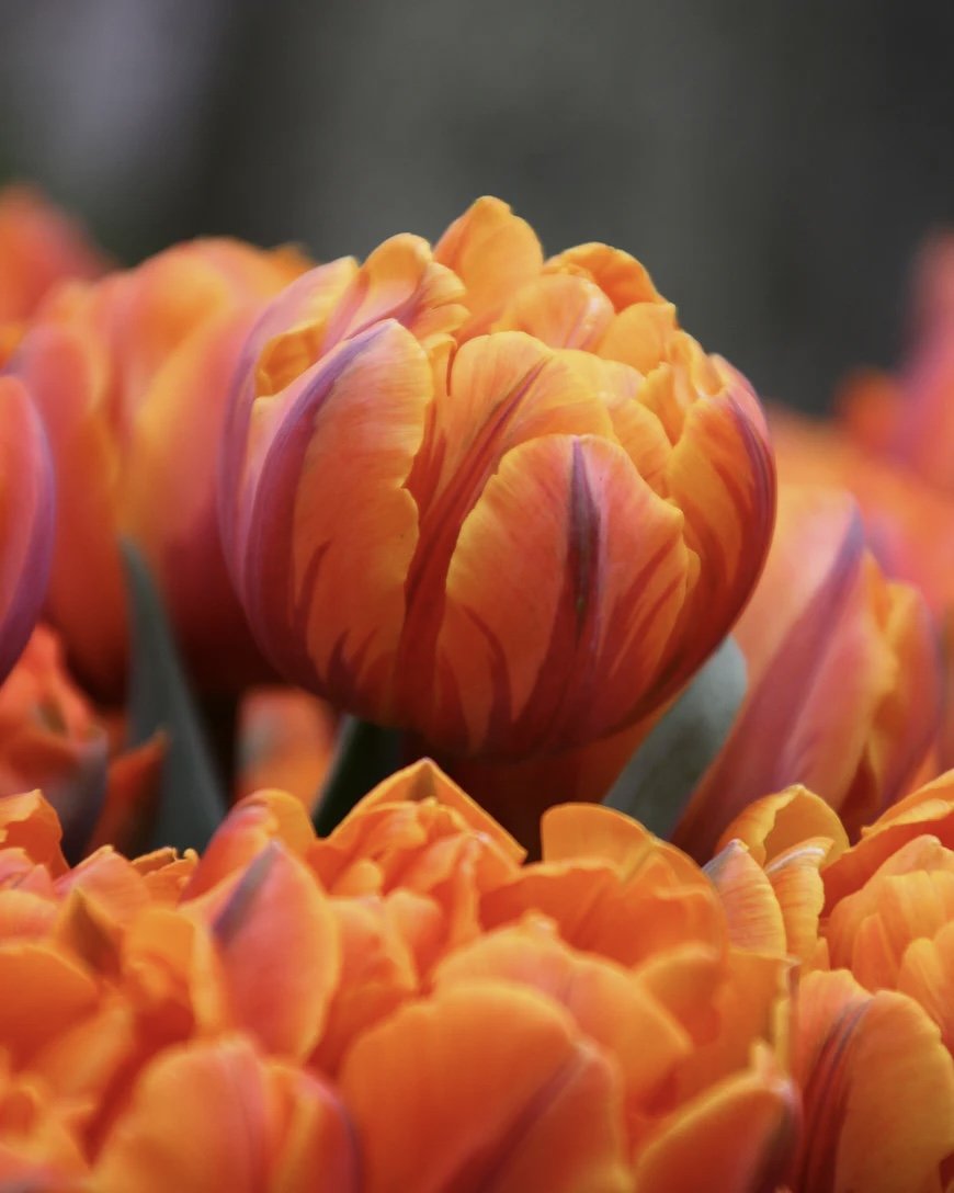 Tulip 'Orange Princess'