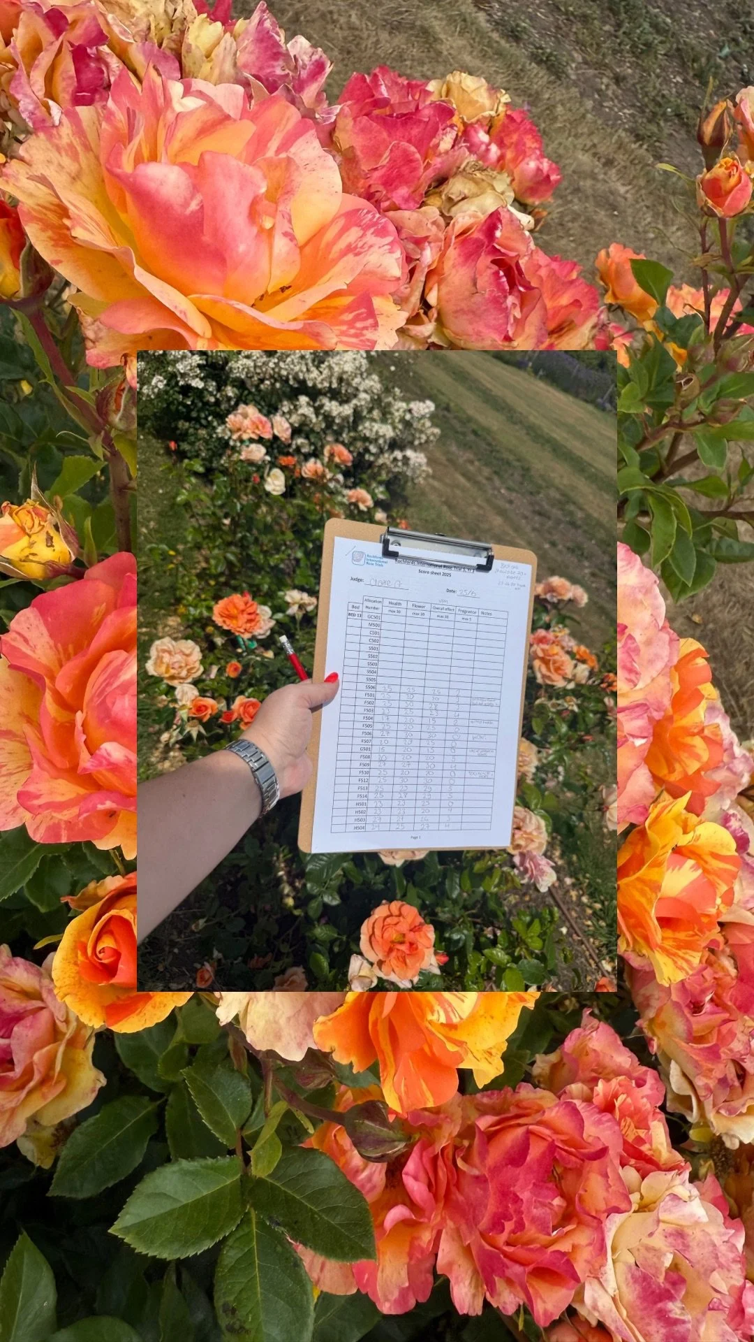 Rochfords International Rose Trials