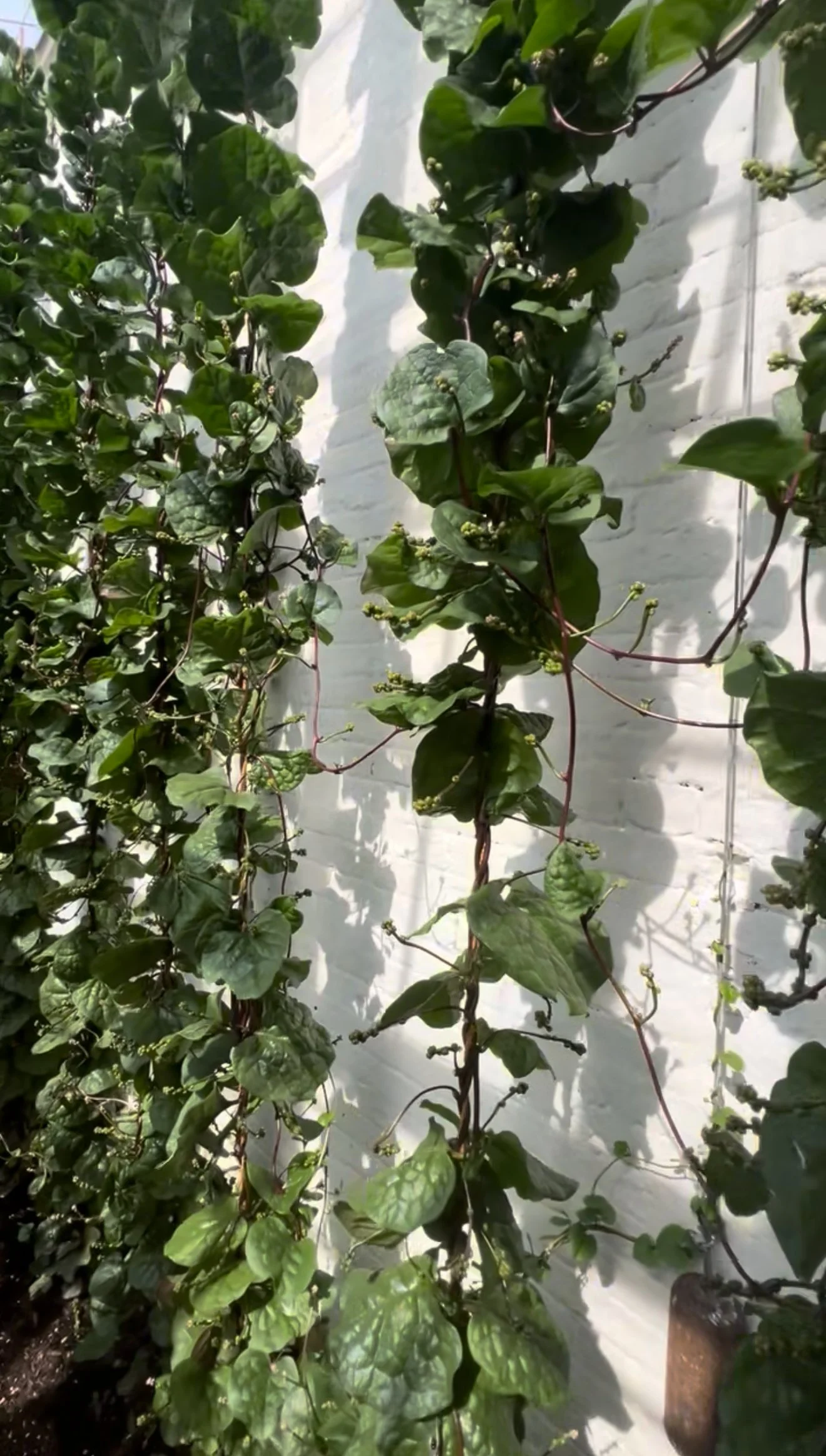 Perennial Veg 101